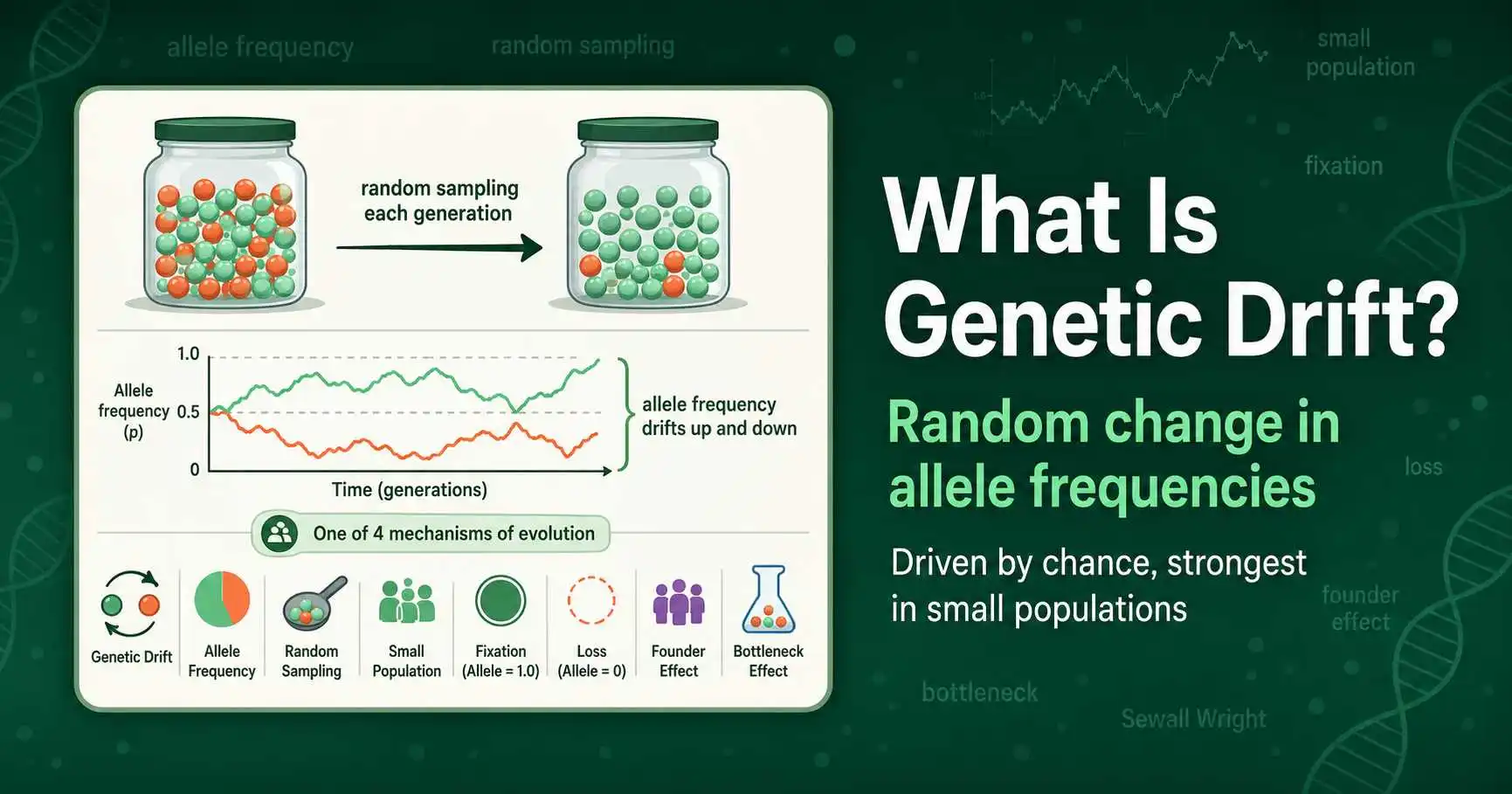 What Is Genetic Drift? Definition and Examples featured image