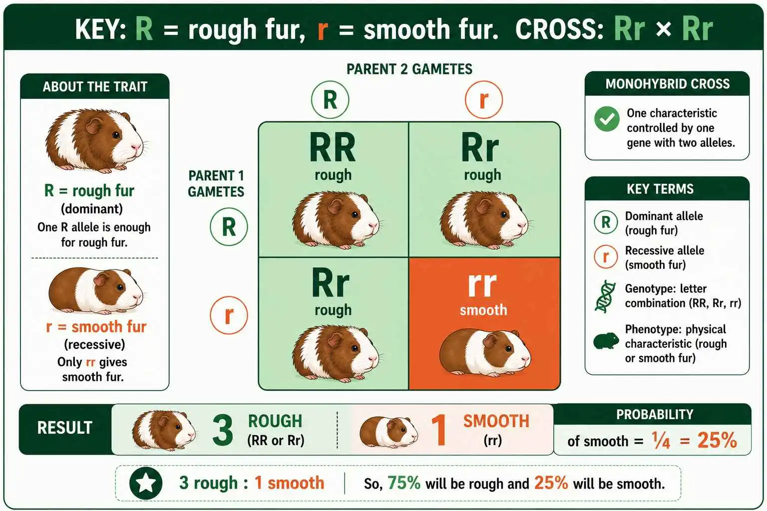 Guinea pig fur GCSE cross