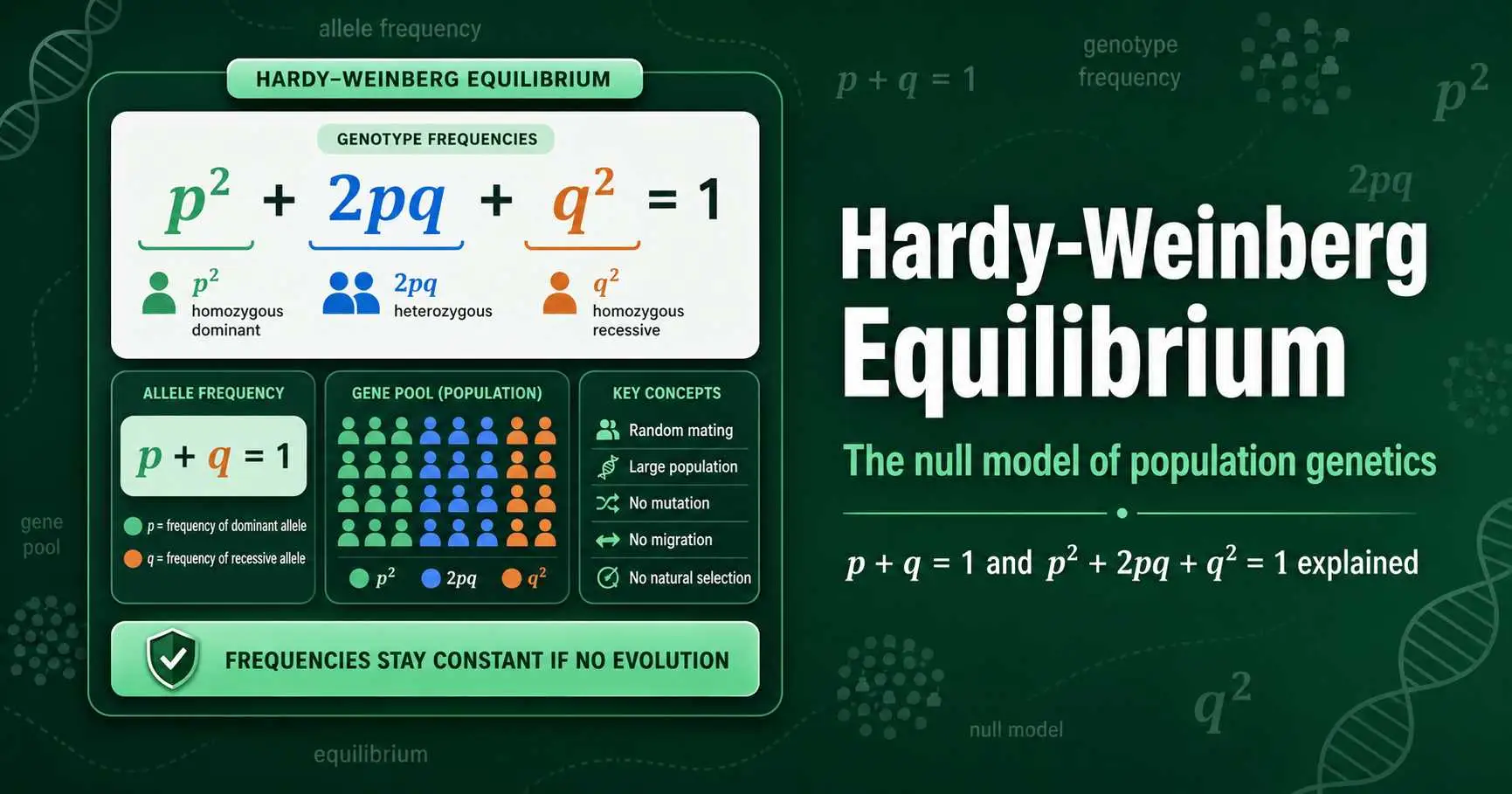 What Is Hardy-Weinberg Equilibrium? Explained featured image