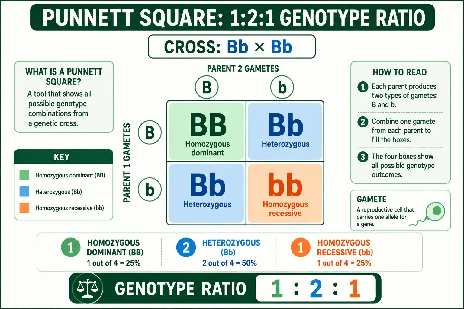 1:2:1 genotype ratio