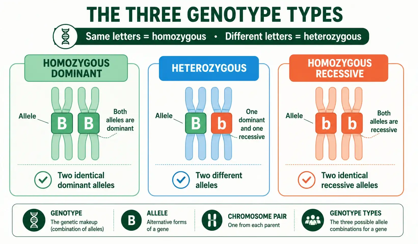 Homozygous vs heterozygous alleles