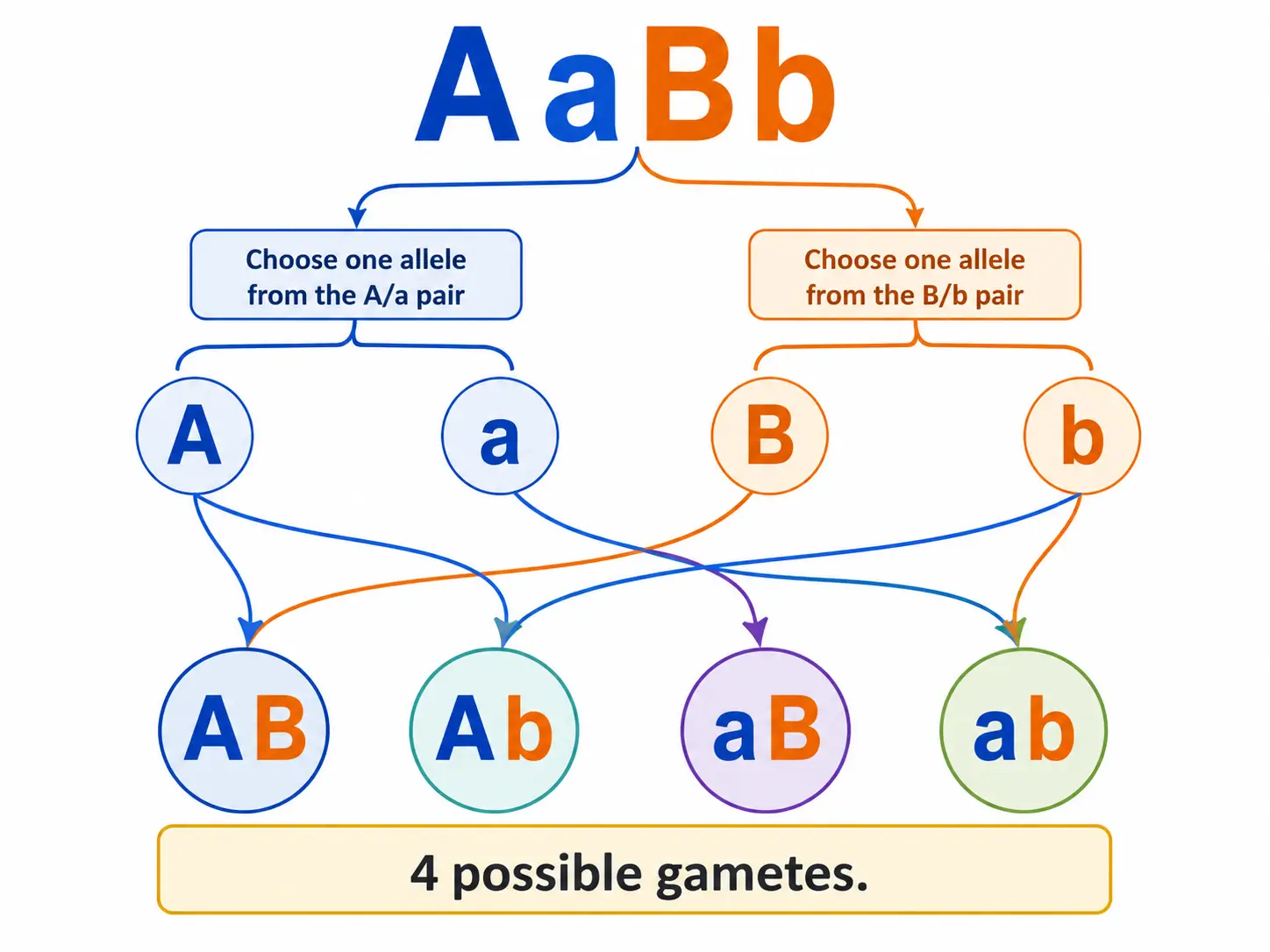 Diagram showing how the genotype AaBb splits into four gametes AB, Ab, aB, and ab using the FOIL method
