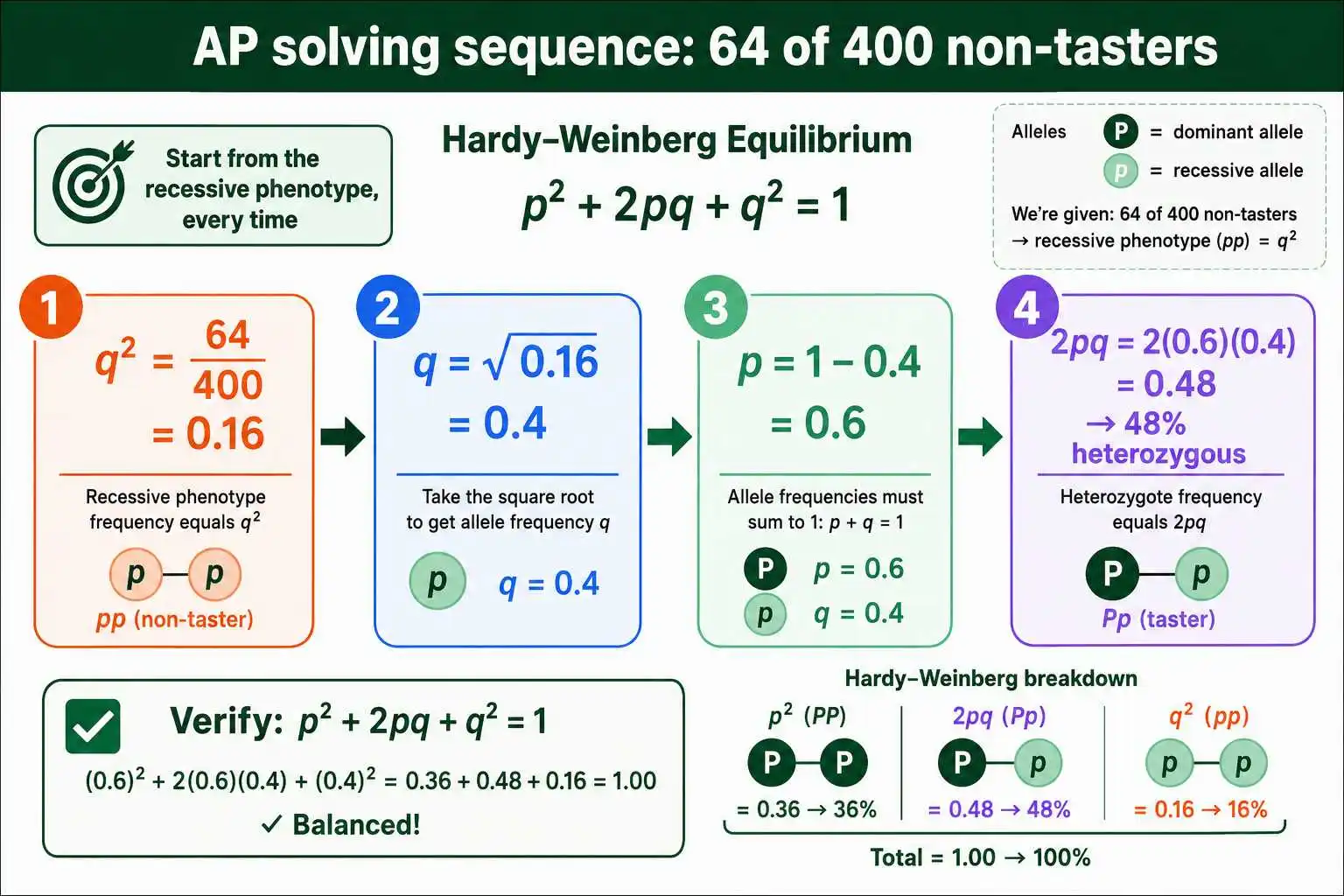 AP Hardy-Weinberg solving sequence