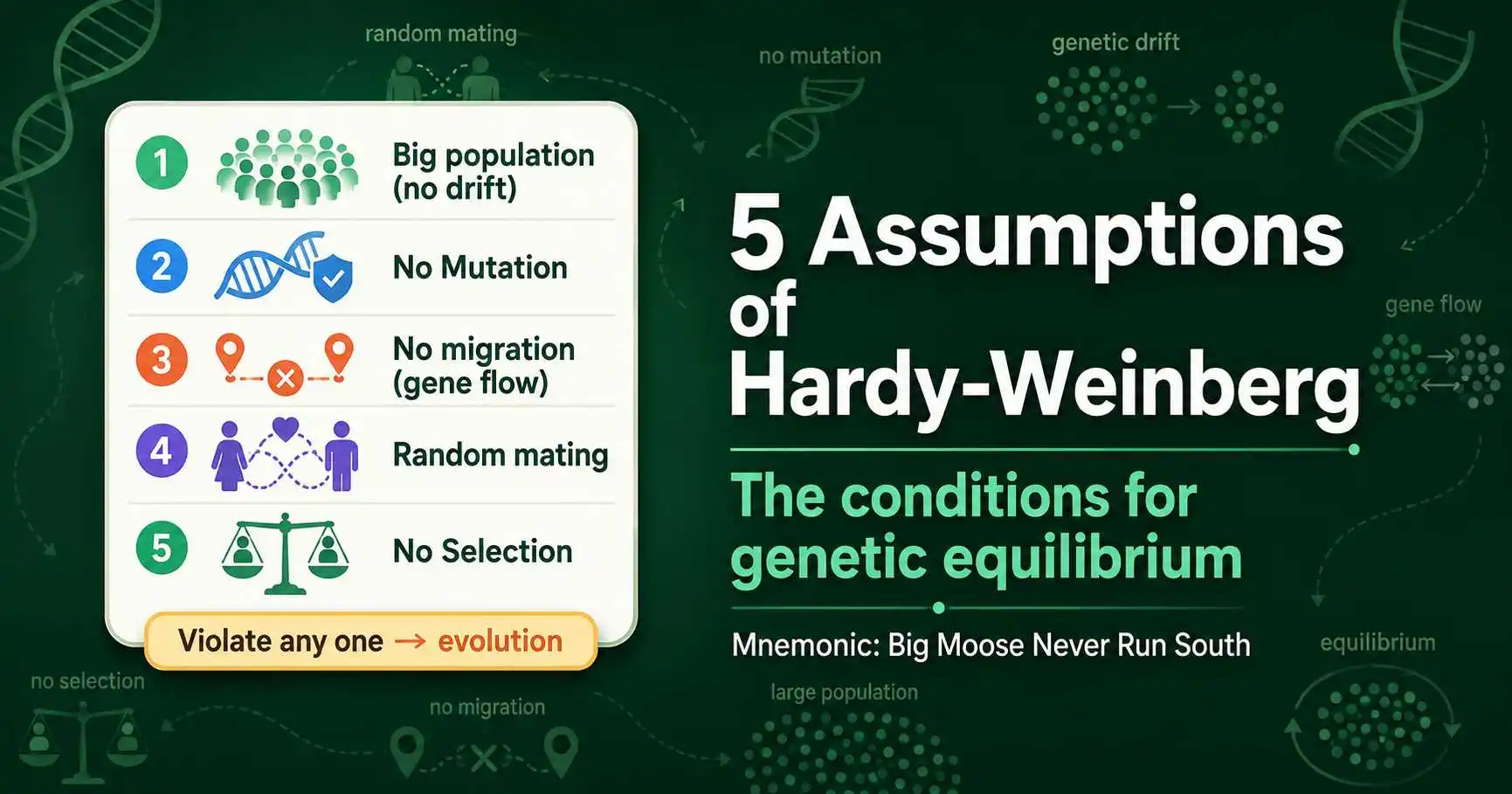 The 5 Assumptions of Hardy-Weinberg Equilibrium featured image
