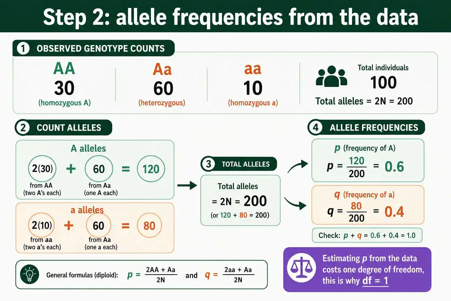Calculating allele frequencies from observed data