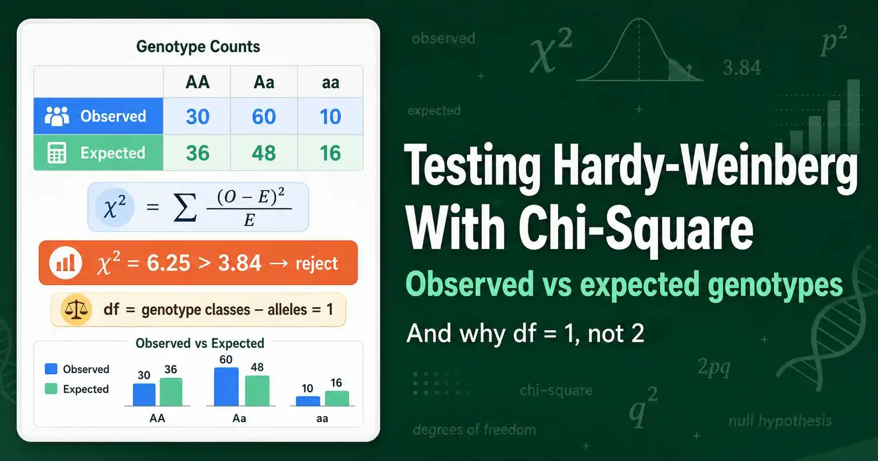 Testing Hardy-Weinberg Equilibrium With Chi-Square featured image