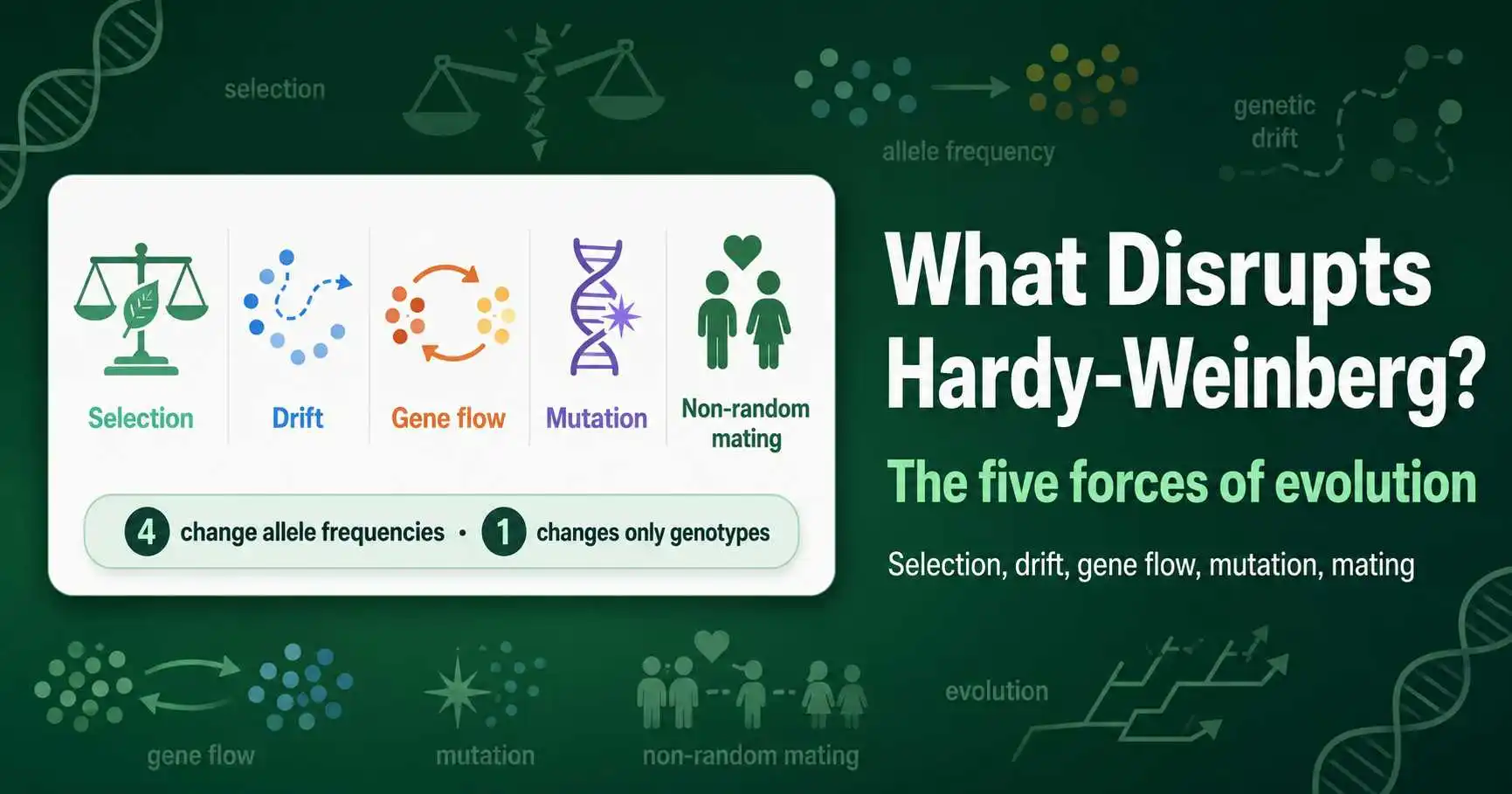 What Disrupts Hardy-Weinberg Equilibrium? featured image