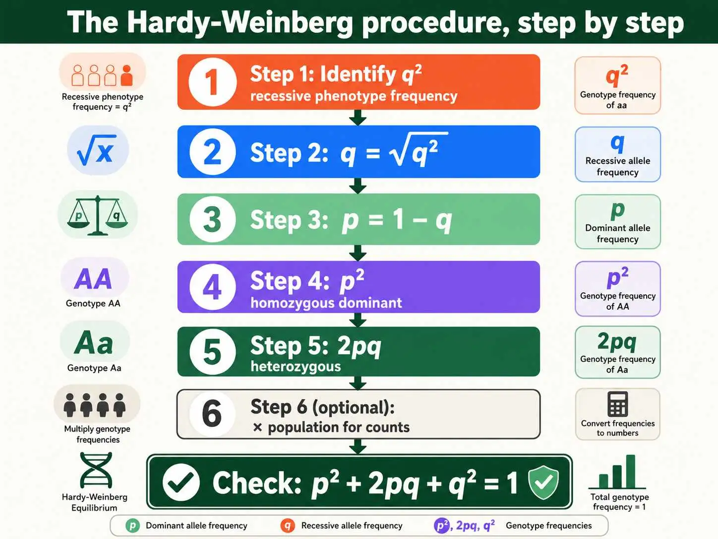 Hardy-Weinberg step-by-step procedure