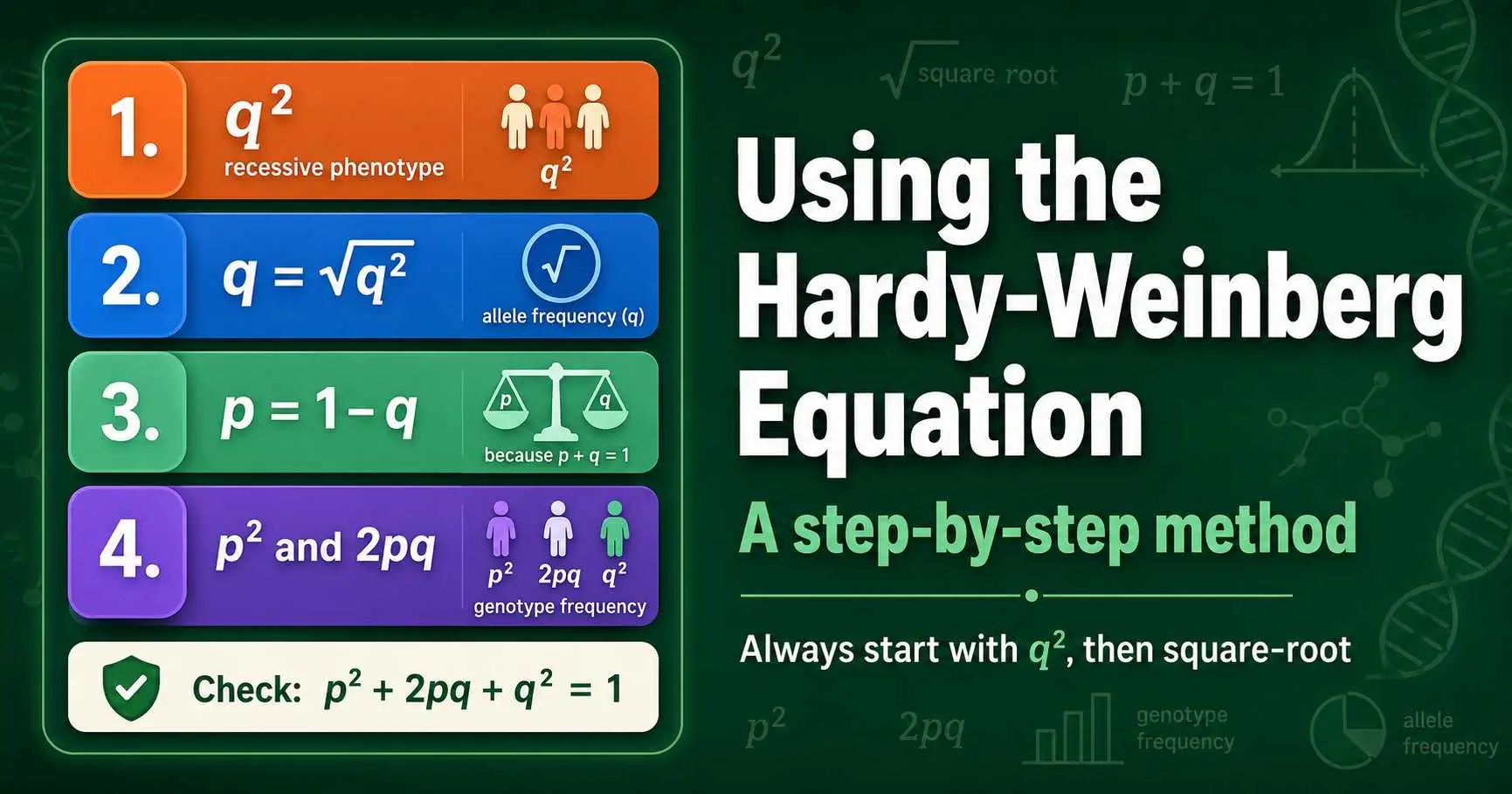 How to Use the Hardy-Weinberg Equation (Steps) featured image