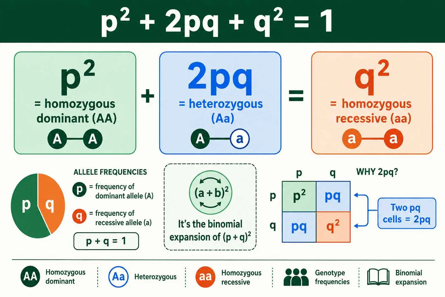 Hardy-Weinberg genotype frequencies