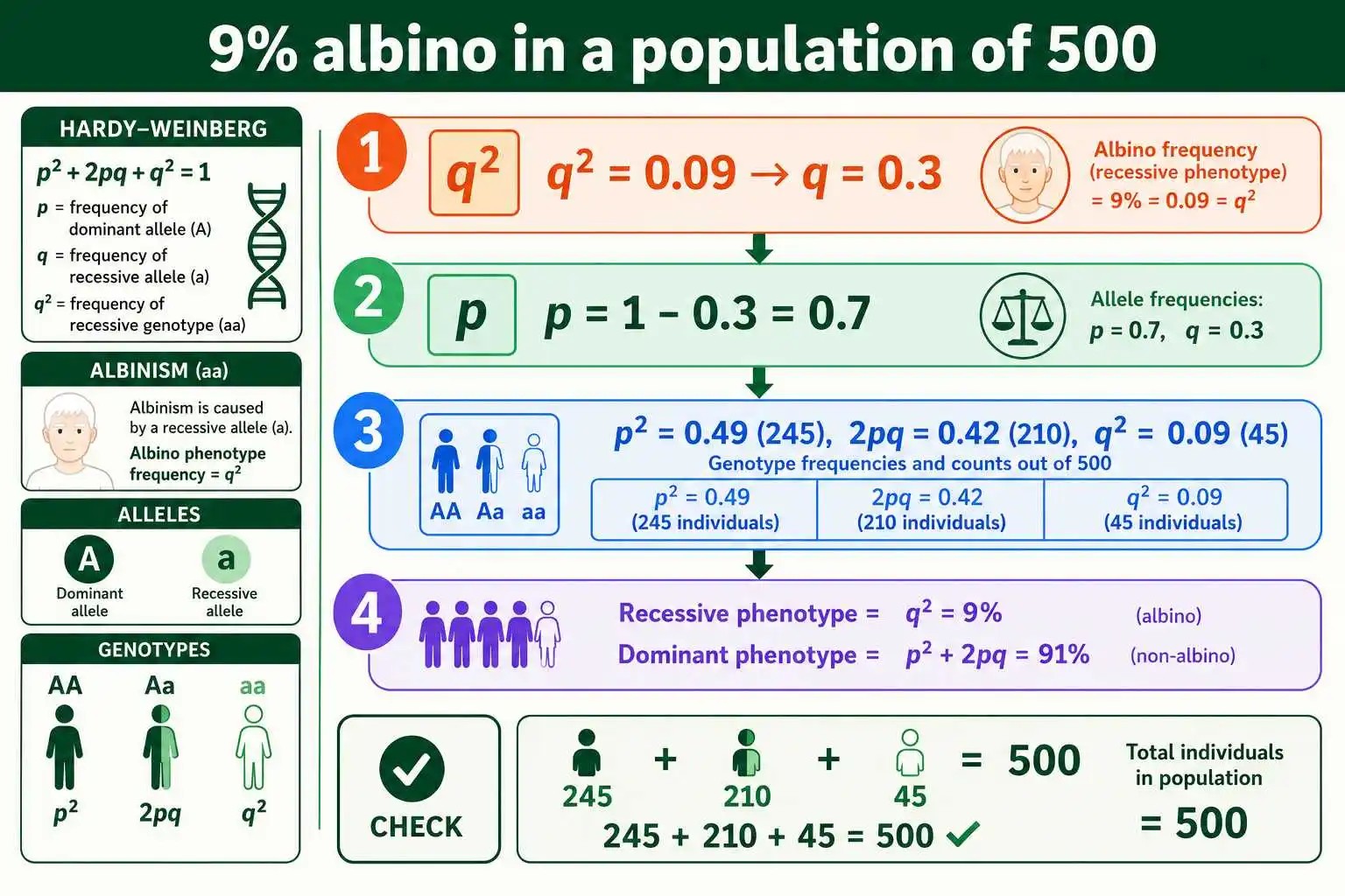 IB Hardy-Weinberg albinism example