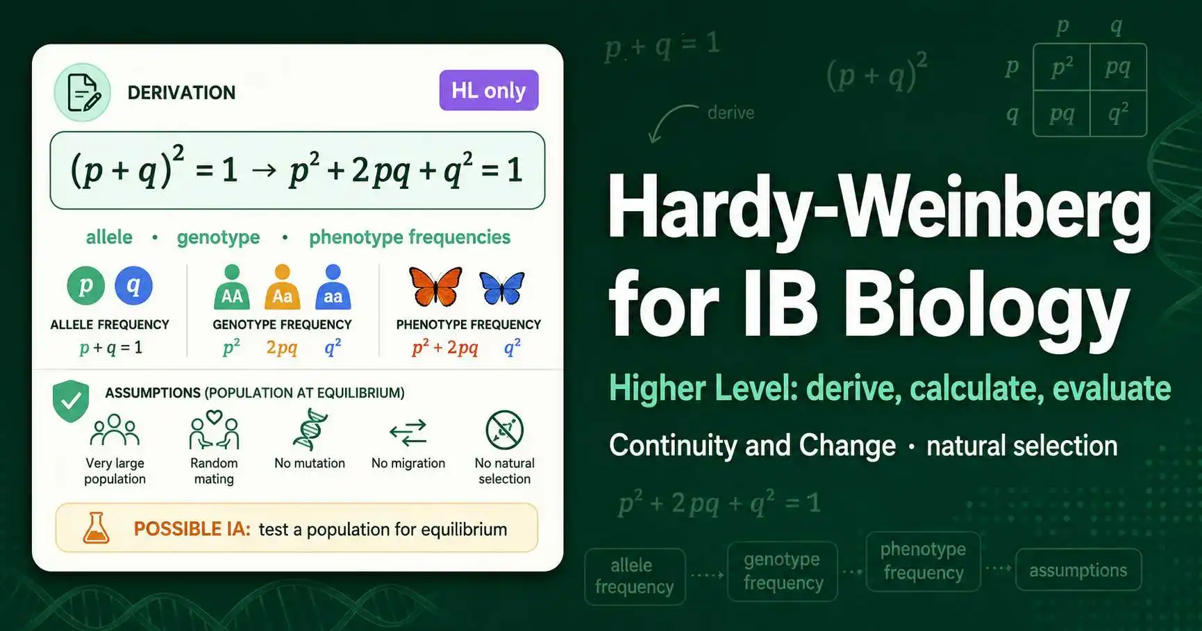Hardy-Weinberg for IB Biology (HL Guide) featured image