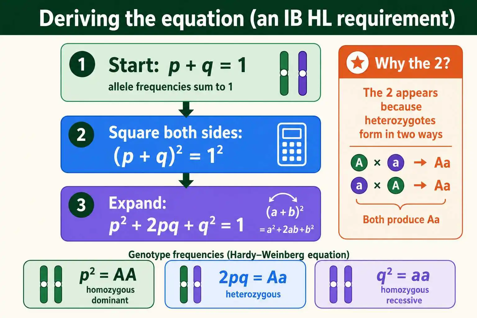 Deriving the Hardy-Weinberg equation