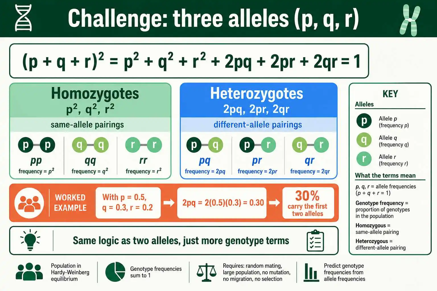 Multiple alleles Hardy-Weinberg expansion