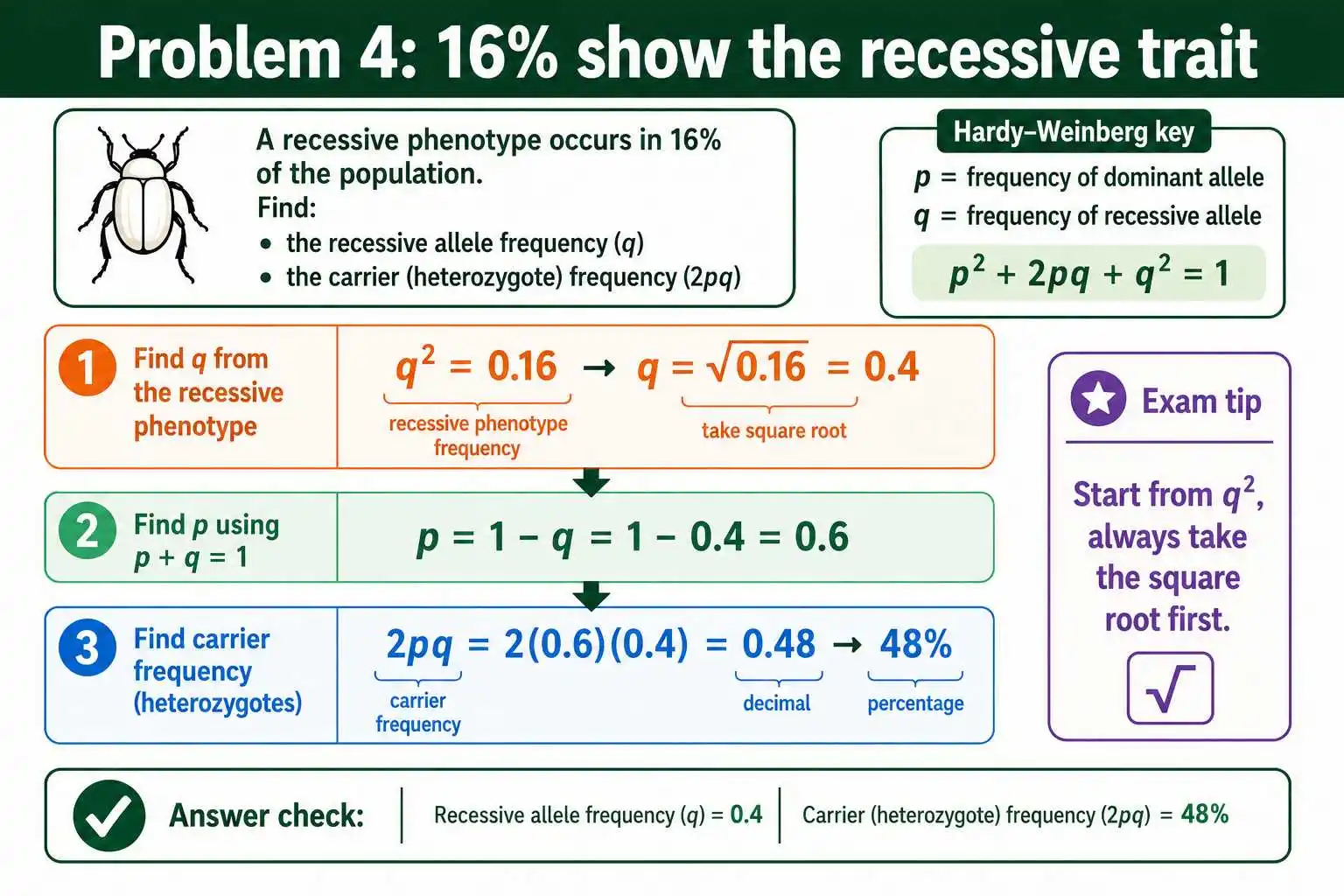 Worked Hardy-Weinberg phenotype problem