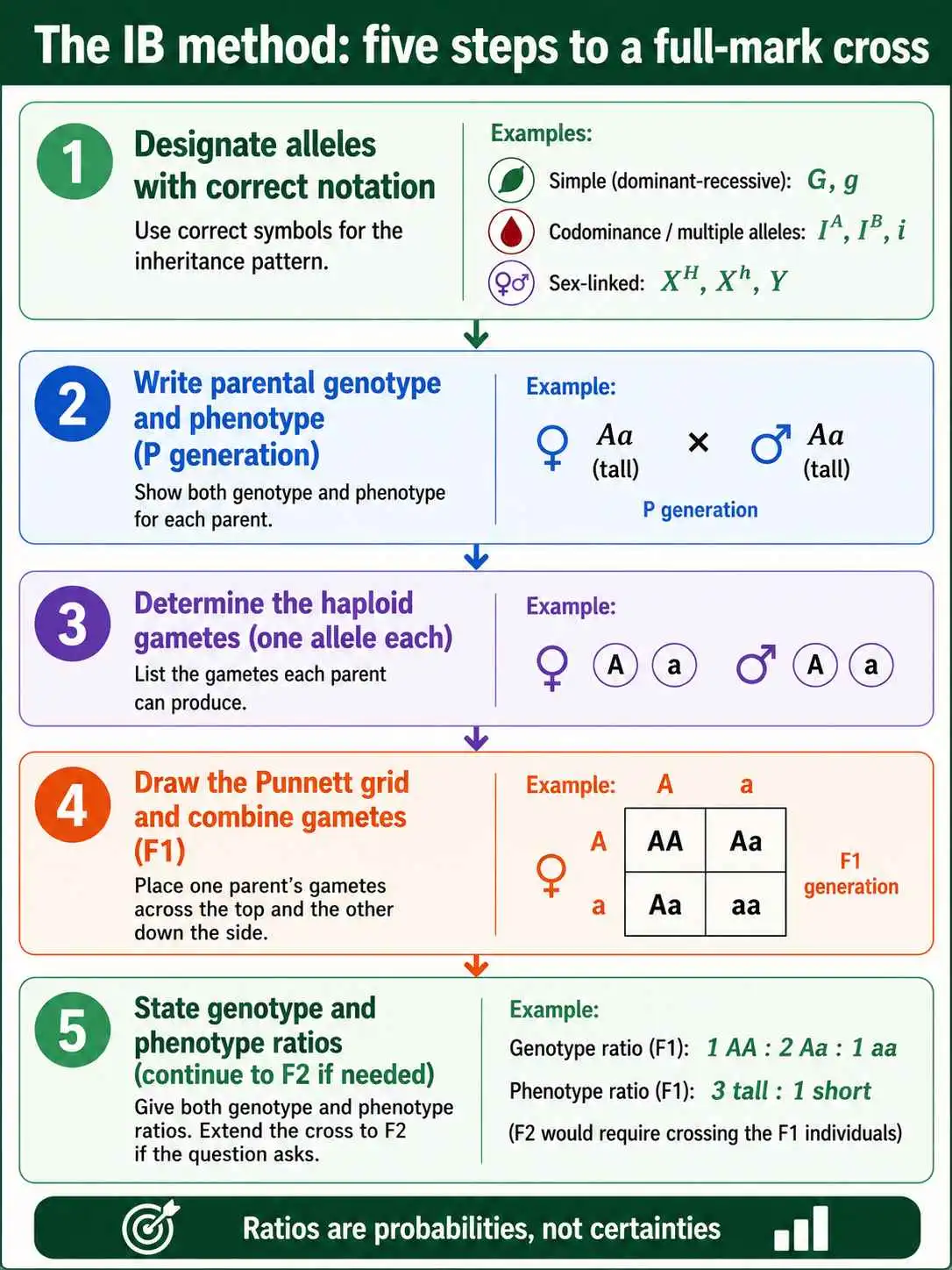 IB genetic cross method steps