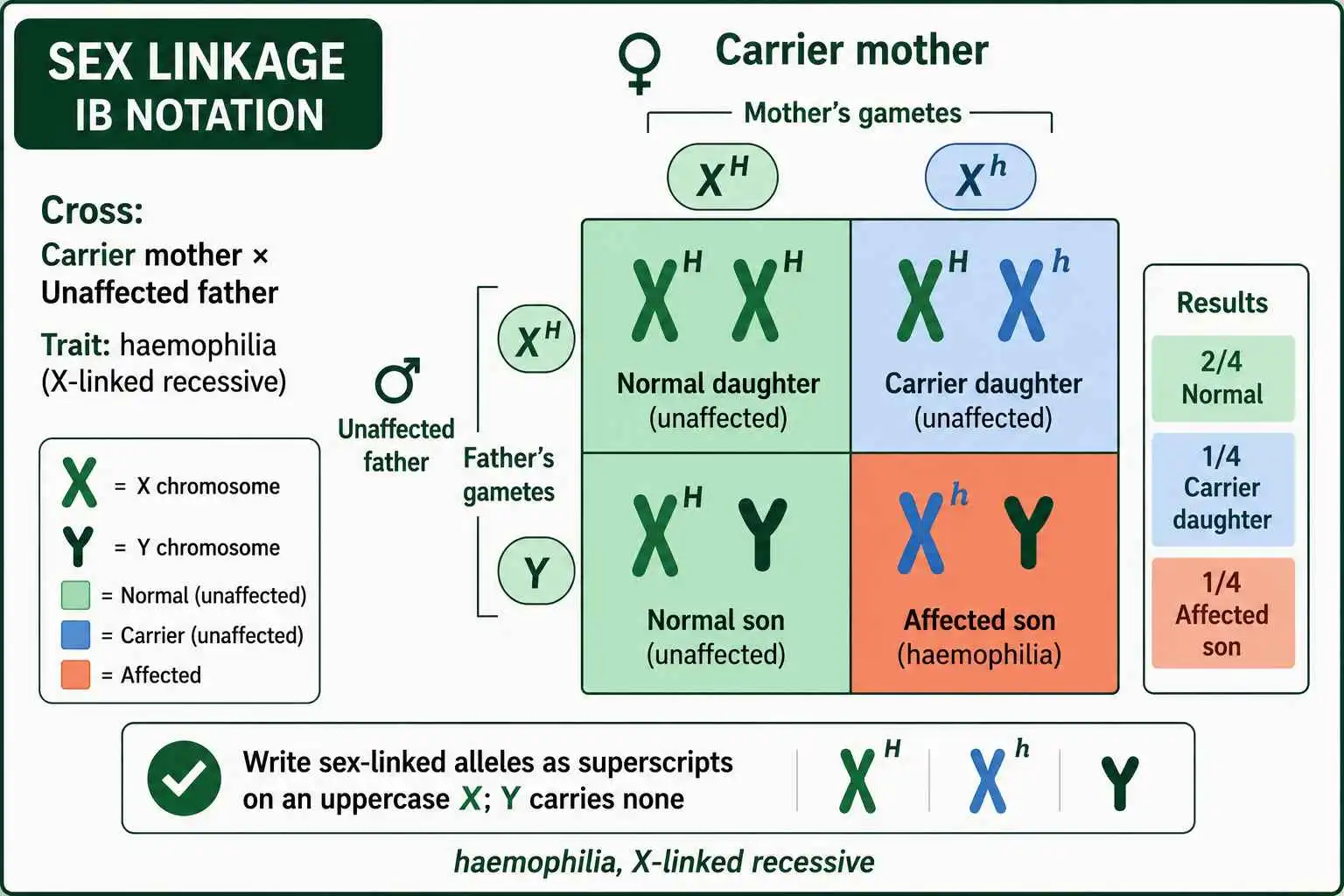 IB sex linkage cross notation