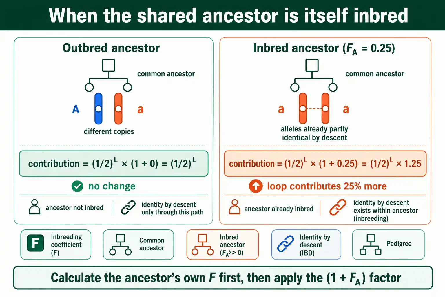 The inbred-ancestor correction in the F formula
