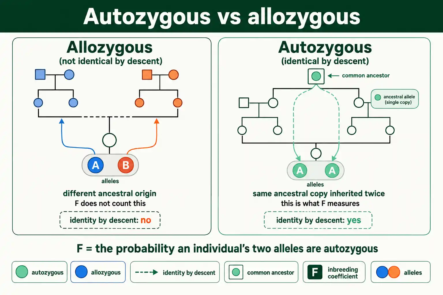 Autozygous versus allozygous alleles