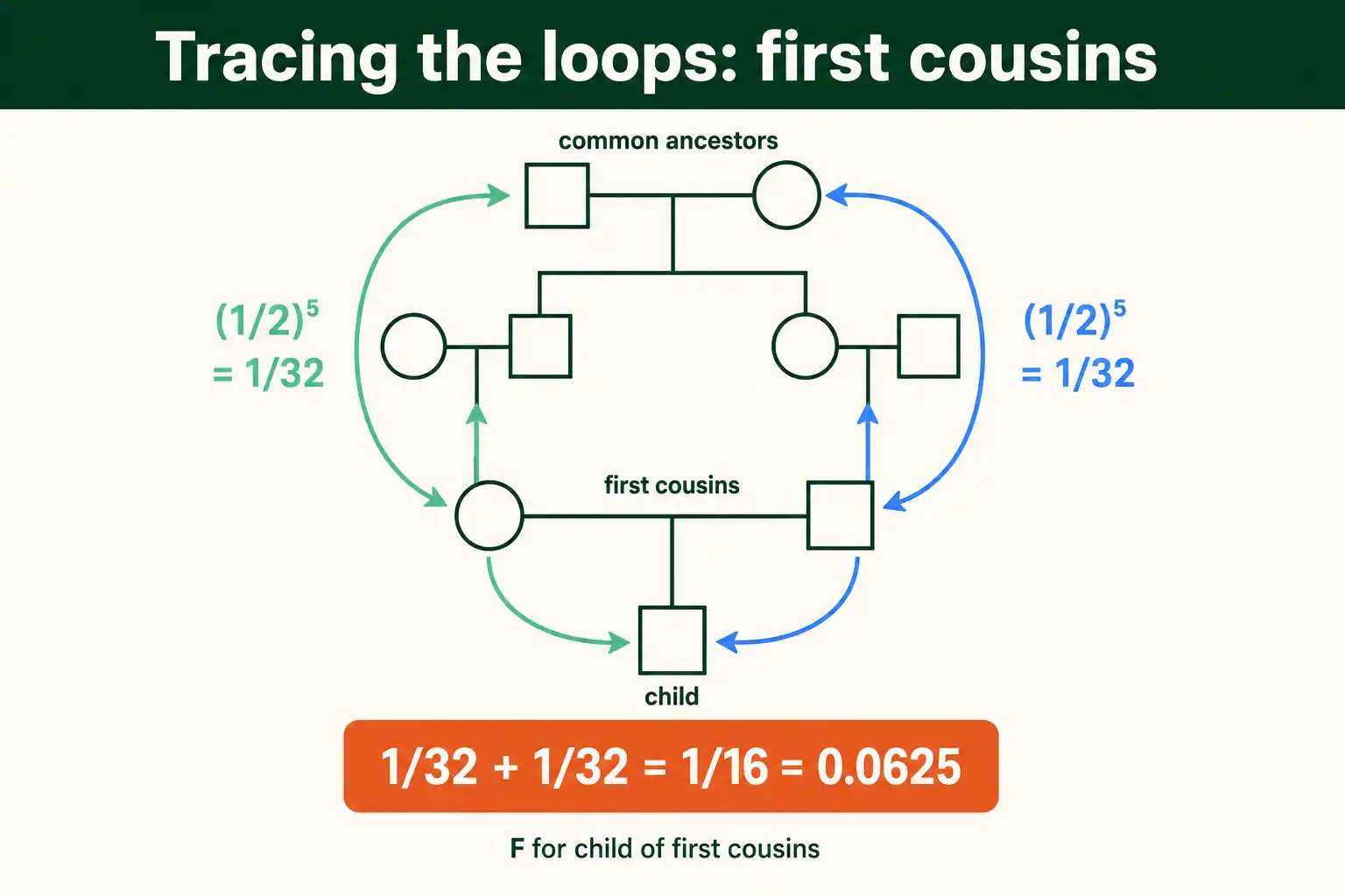 Tracing loops in a first-cousin pedigree
