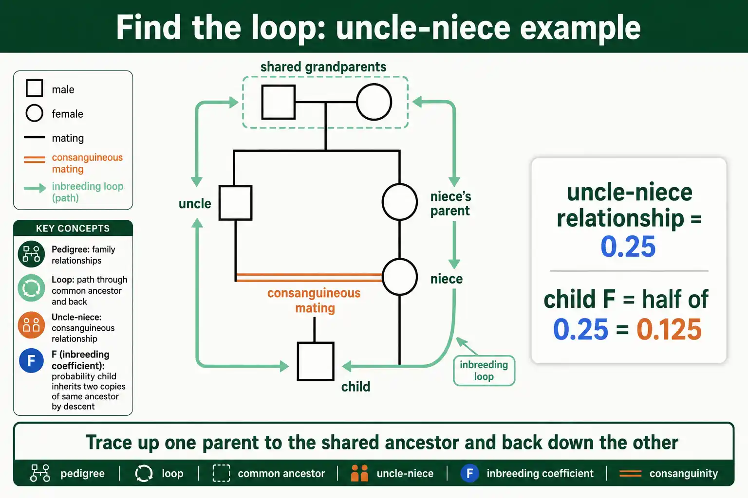 Spotting the inbreeding loop in a pedigree