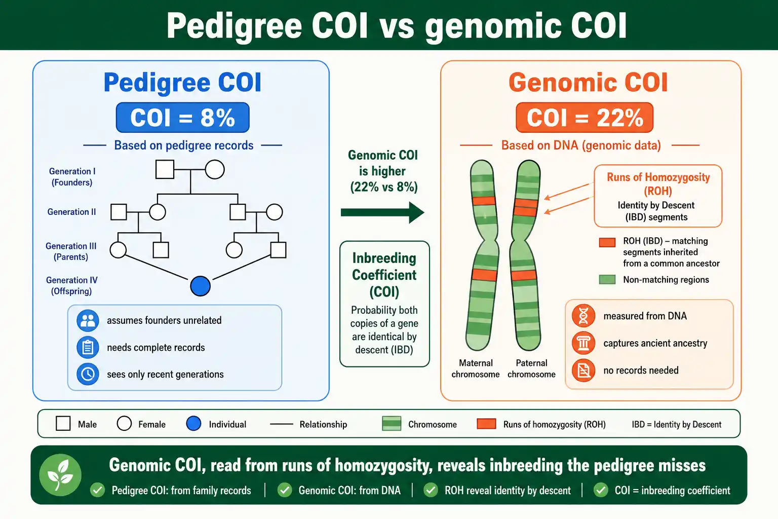 Pedigree COI underestimates true inbreeding