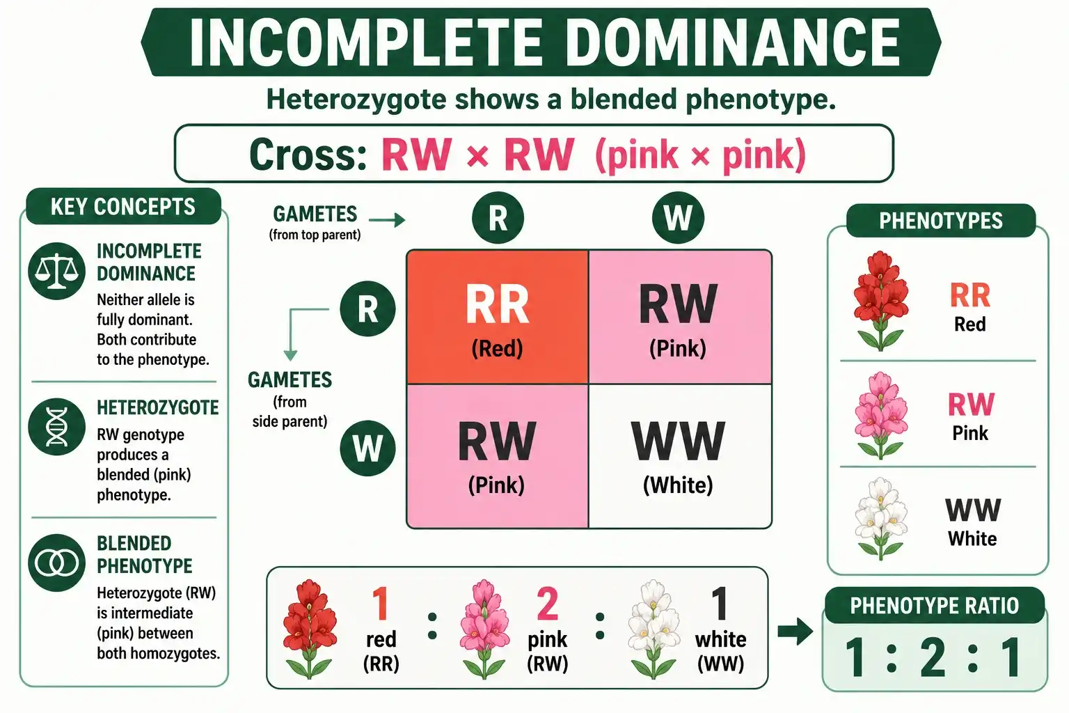 Incomplete dominance 1:2:1 Punnett square