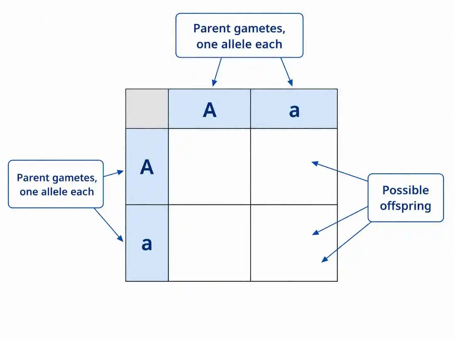 Labelled diagram of a blank Punnett square showing parent gametes along the top and side and four empty offspring boxes