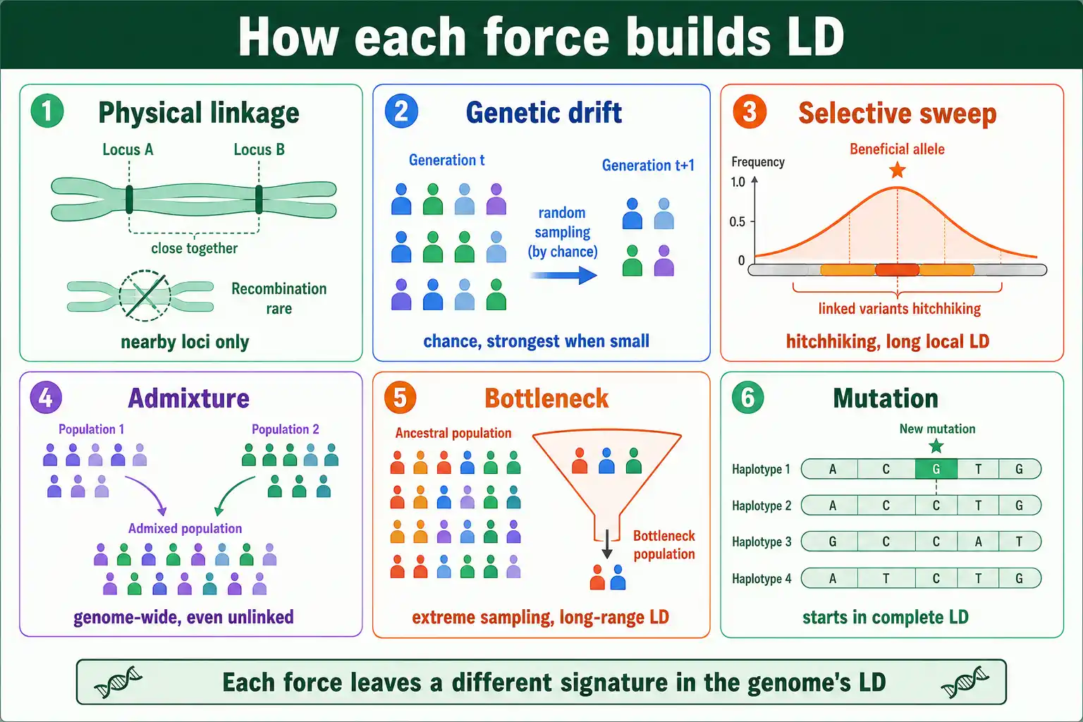 How different forces generate linkage disequilibrium