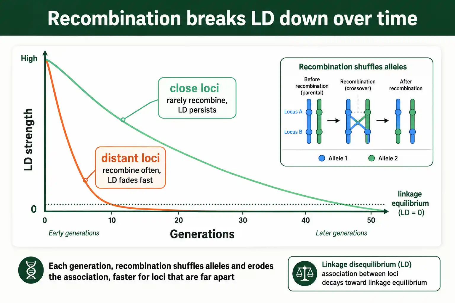 Linkage disequilibrium decays over generations as recombination shuffles alleles