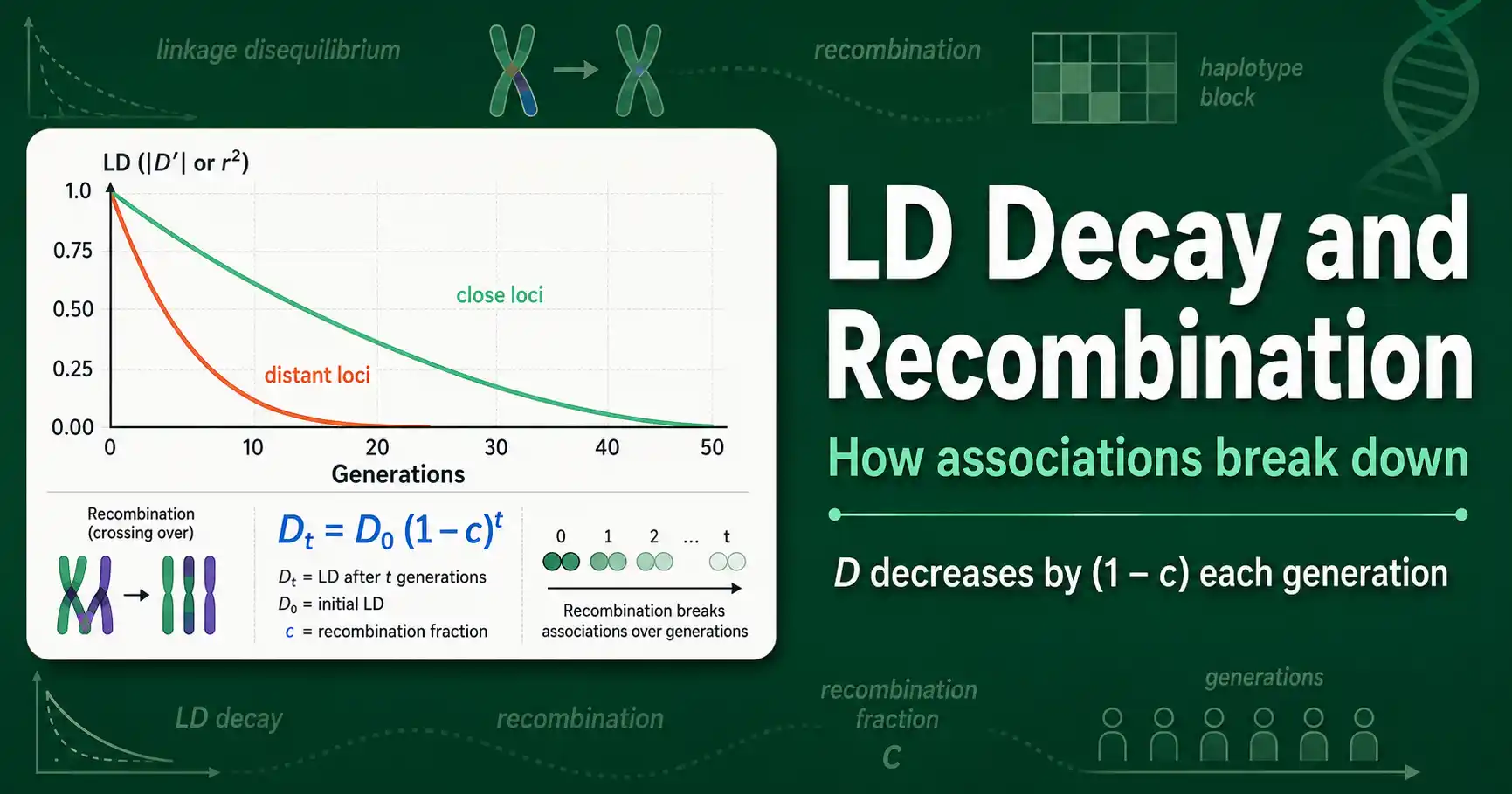 LD Decay and Recombination Explained featured image