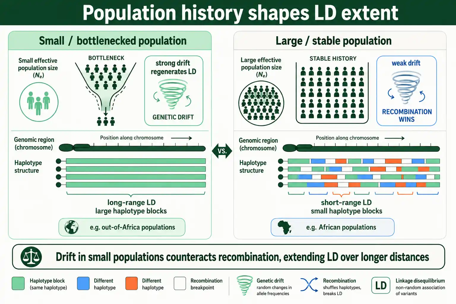 Small populations have larger haplotype blocks than large populations