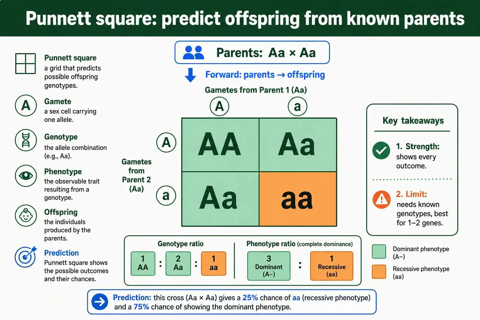 Punnett square predicting offspring