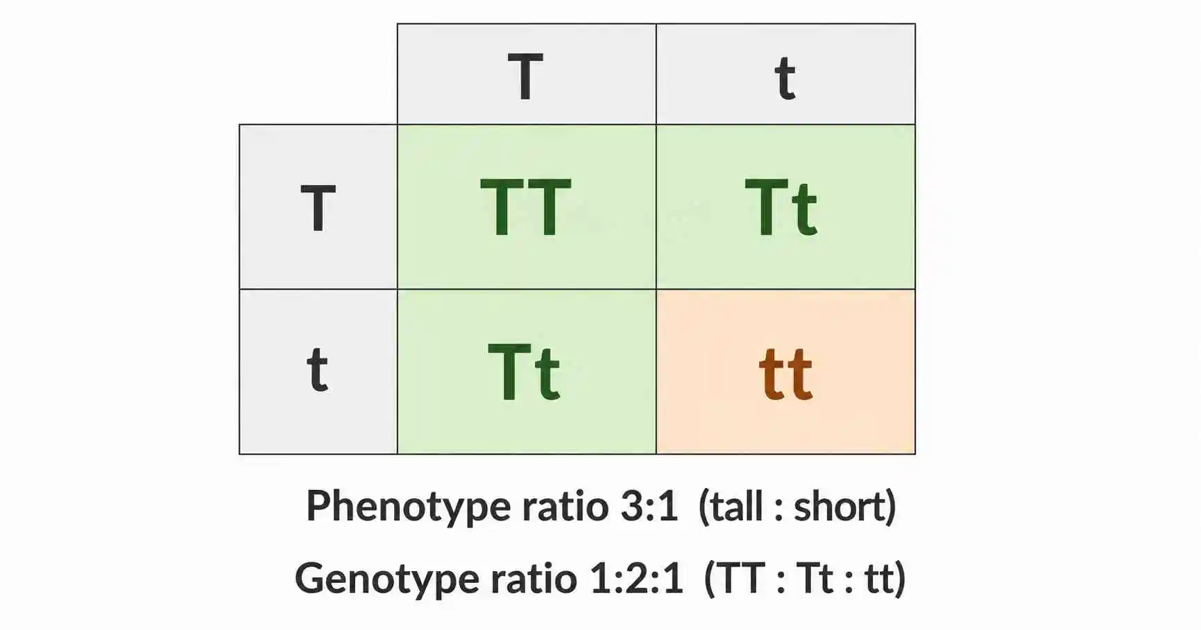 Color-coded Punnett square for a Tt by Tt cross showing three tall offspring and one short offspring, the 3 to 1 phenotype ratio, and the 1 to 2 to 1 genotype ratio