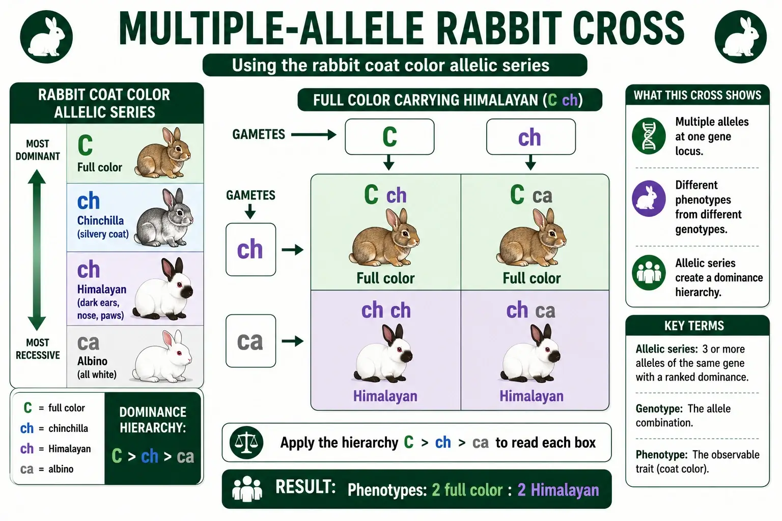 Multiple allele rabbit cross worked example
