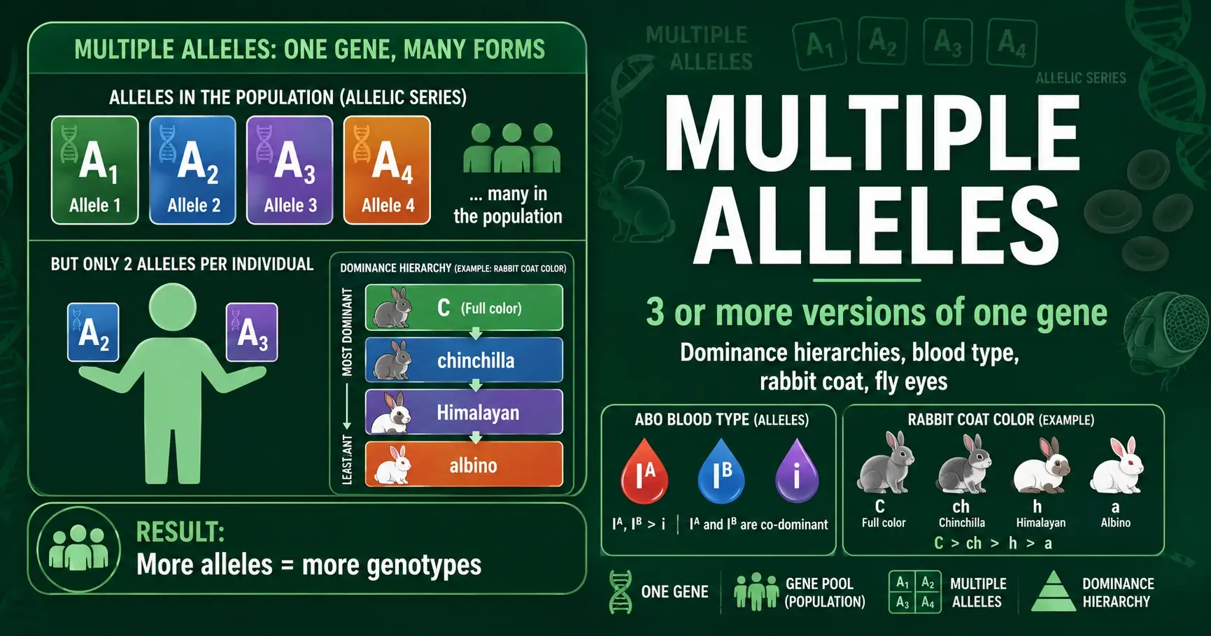 Multiple Alleles Explained: Examples and Genetics featured image
