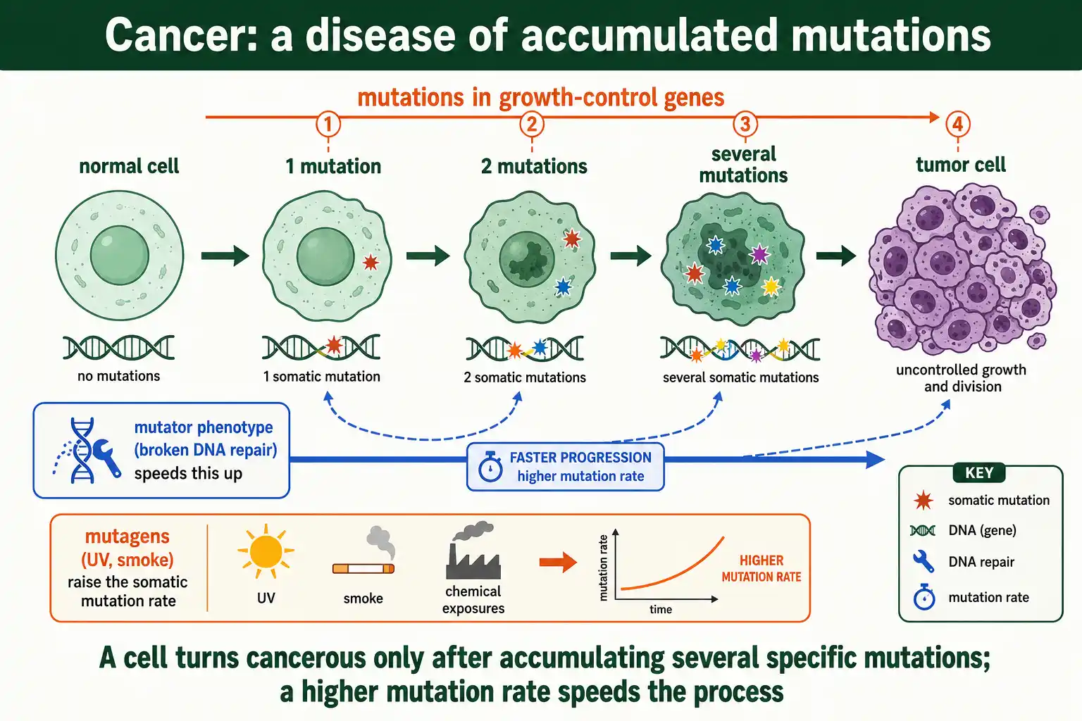 How accumulated somatic mutations drive cancer