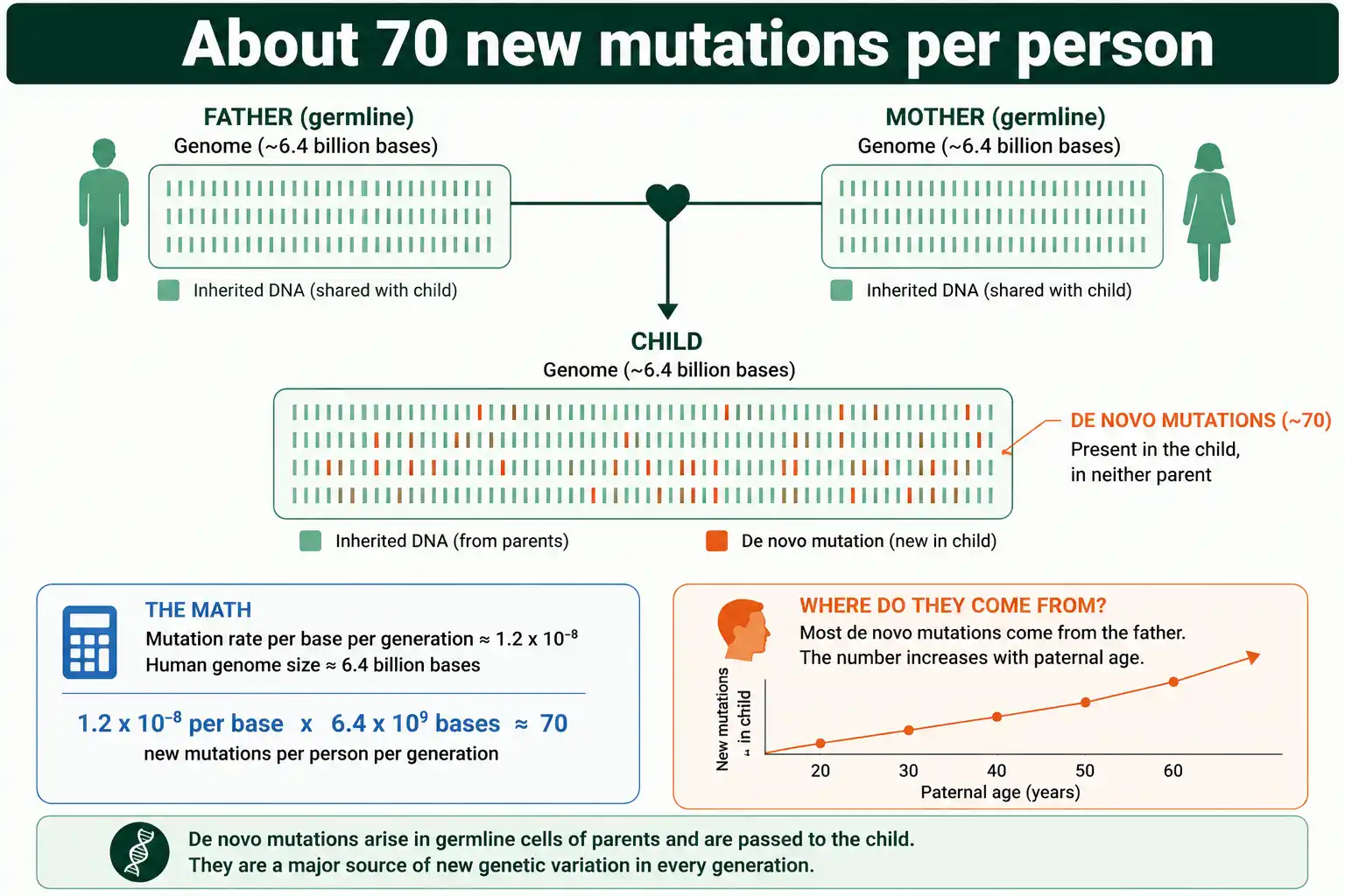 About 70 de novo mutations per human genome each generation
