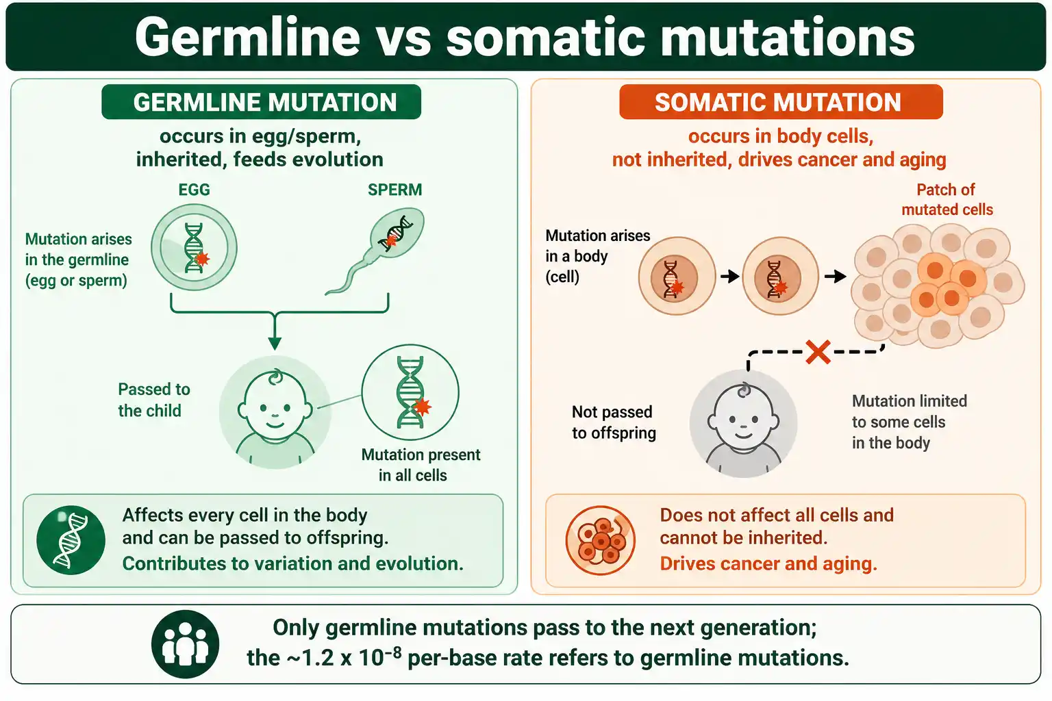Germline versus somatic mutations