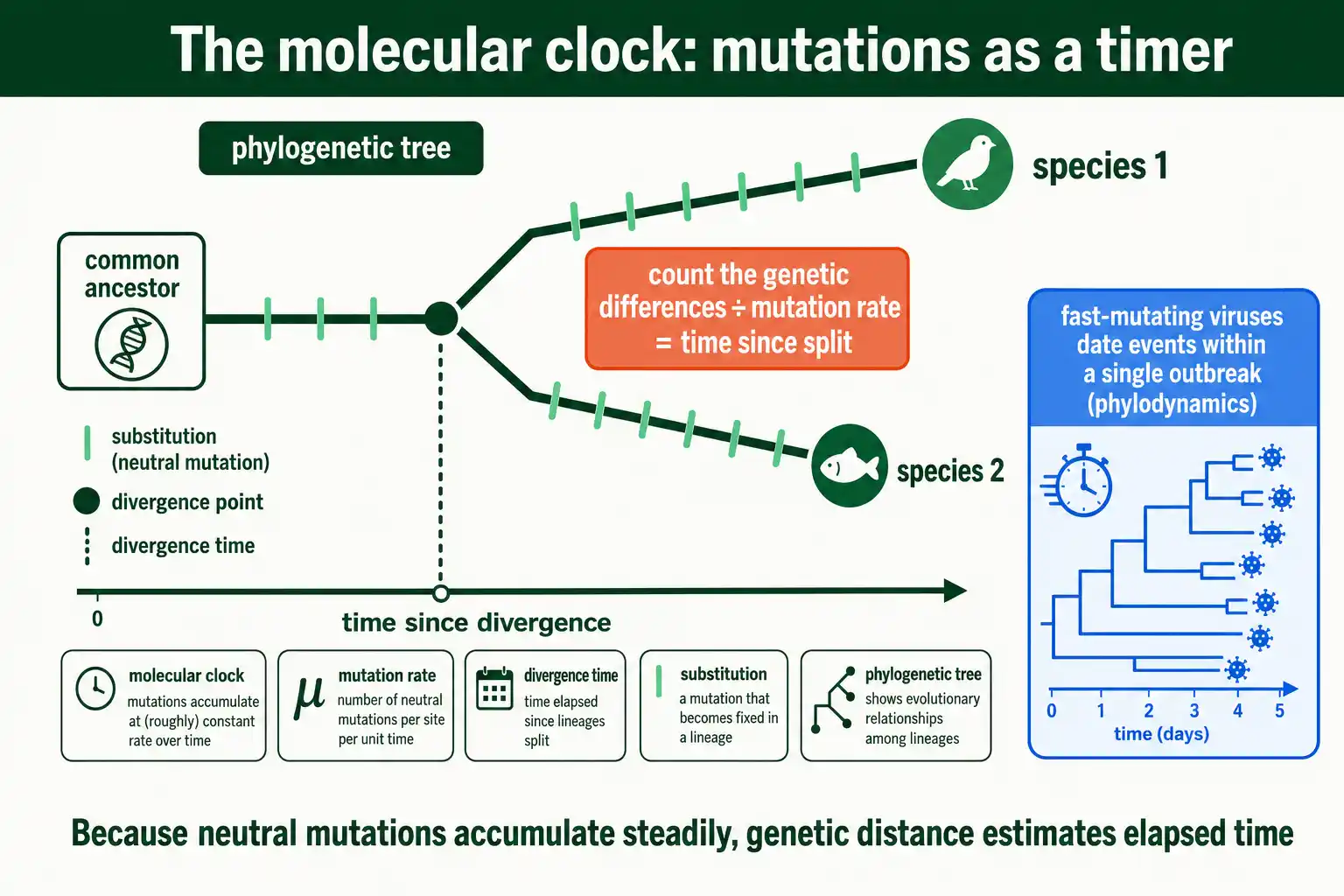 The molecular clock dates divergence from accumulated mutations