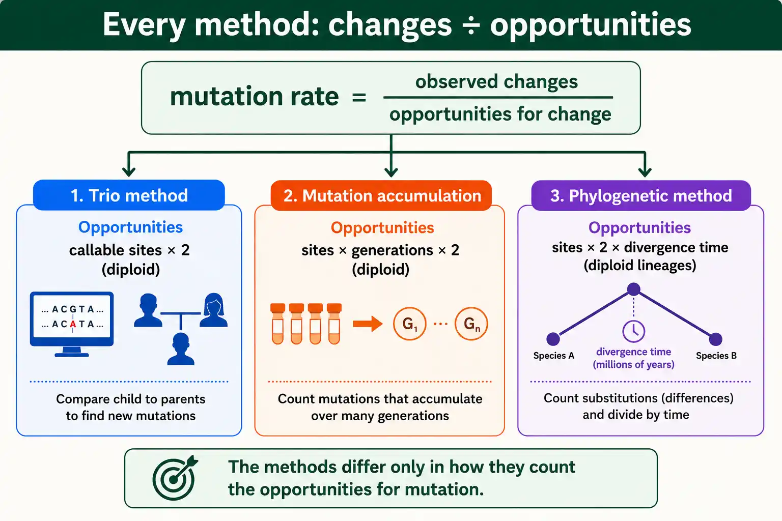 Mutation rate is observed changes divided by opportunities for change