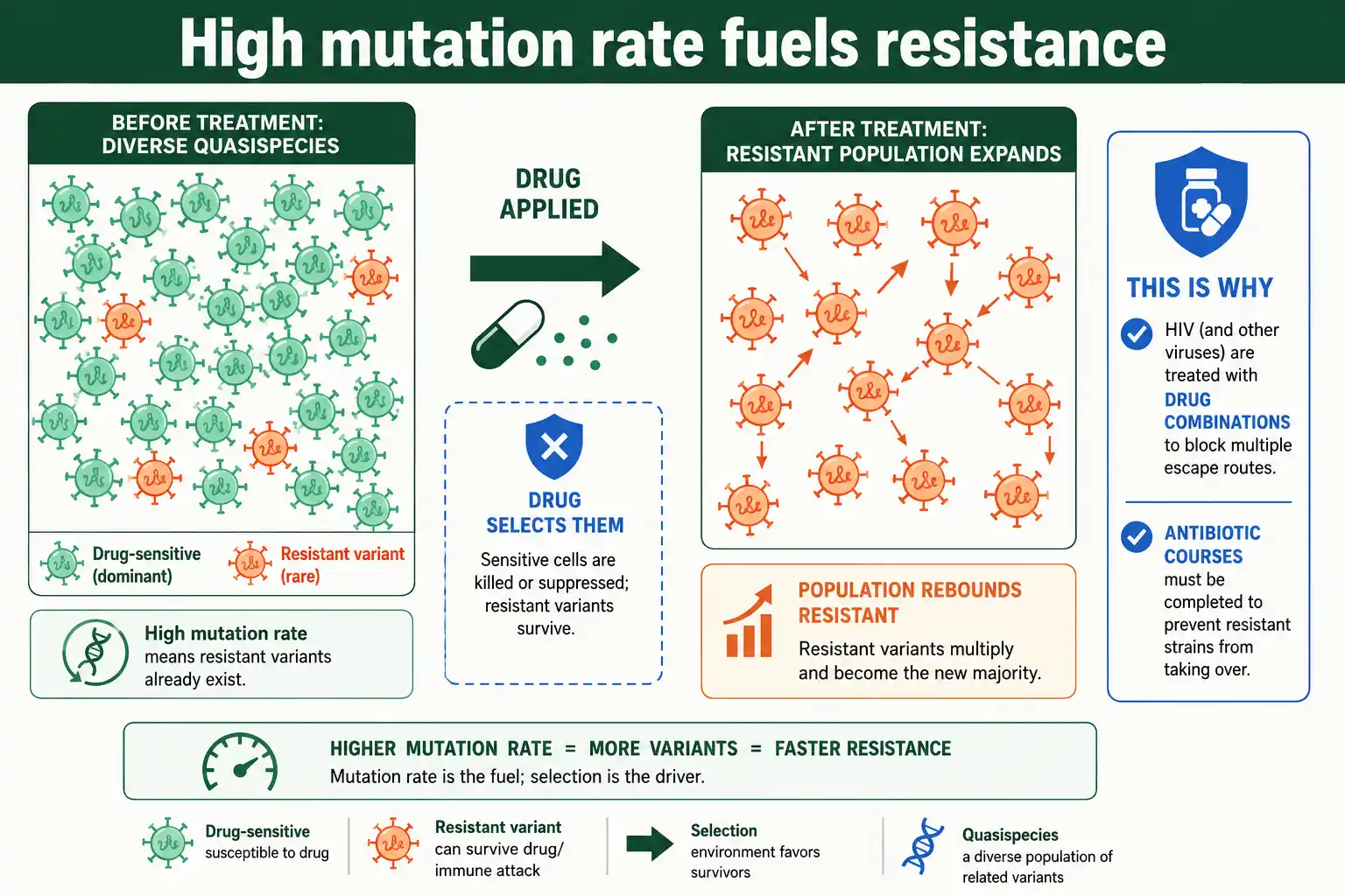 How mutation rate drives resistance in viruses and bacteria