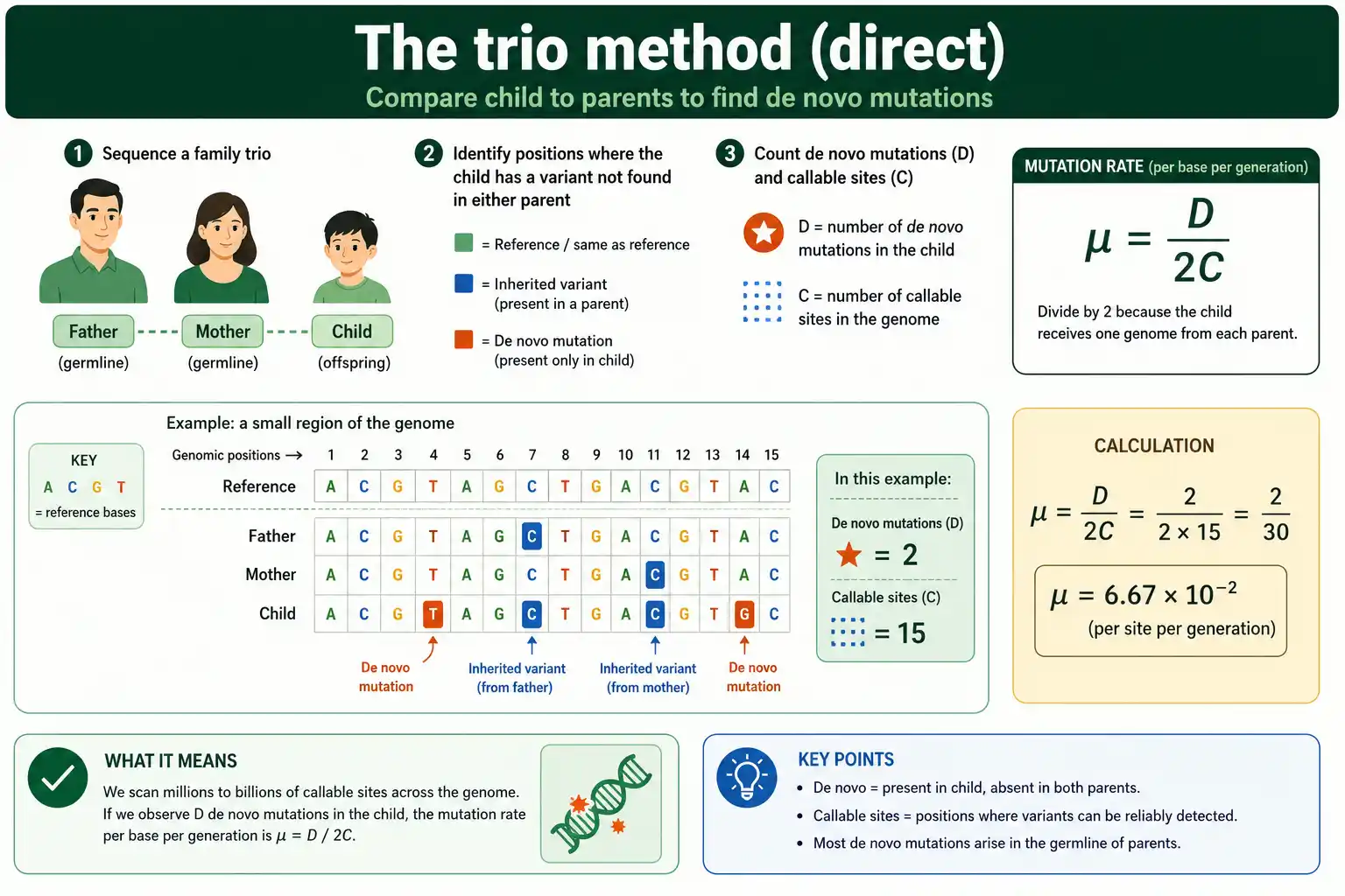 The trio method: de novo mutations over twice the callable sites