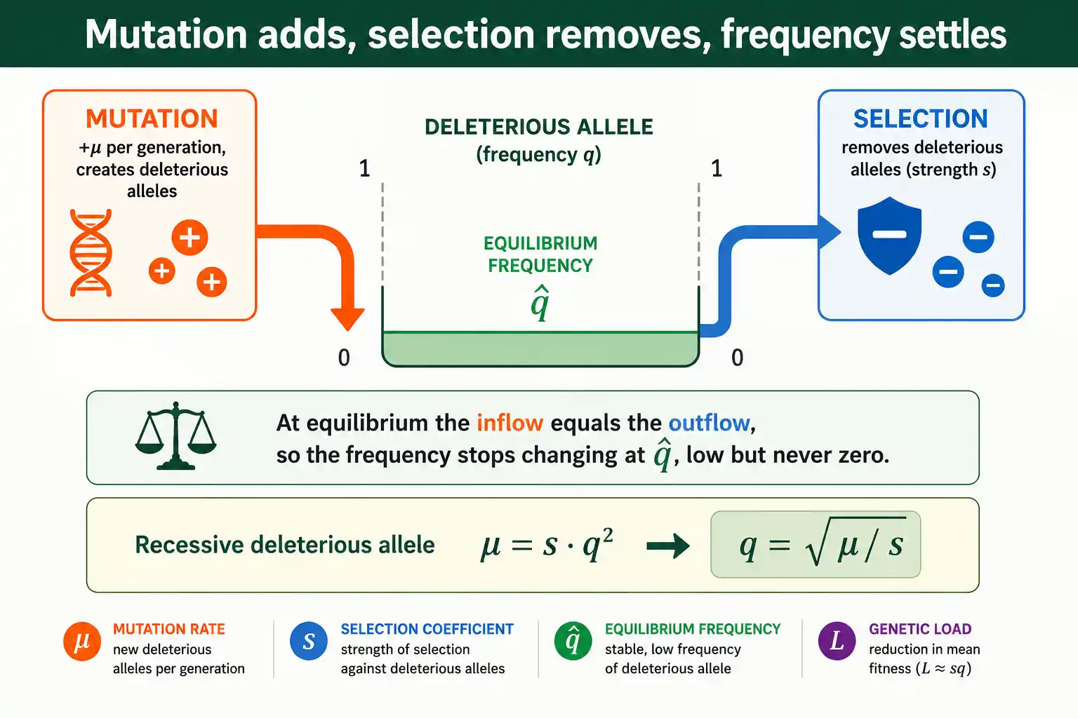 Mutation adds deleterious alleles as fast as selection removes them