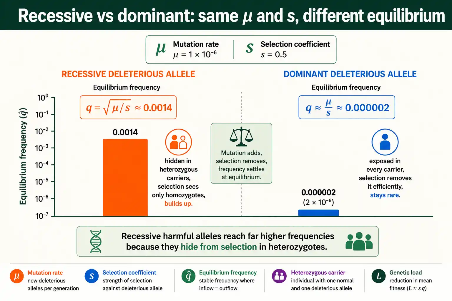 Recessive alleles reach higher equilibrium than dominant ones
