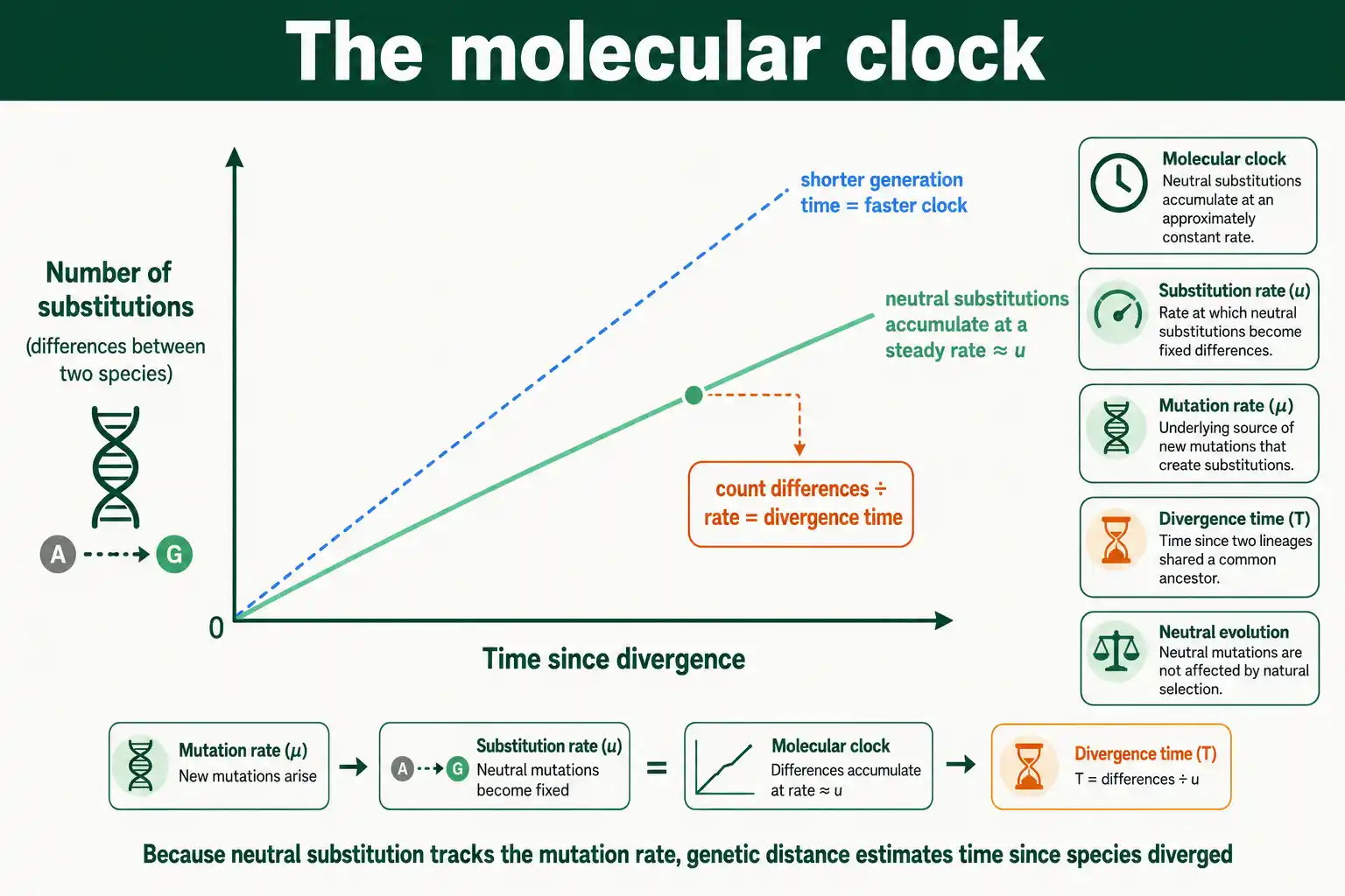 The molecular clock: neutral substitutions accumulate steadily over time