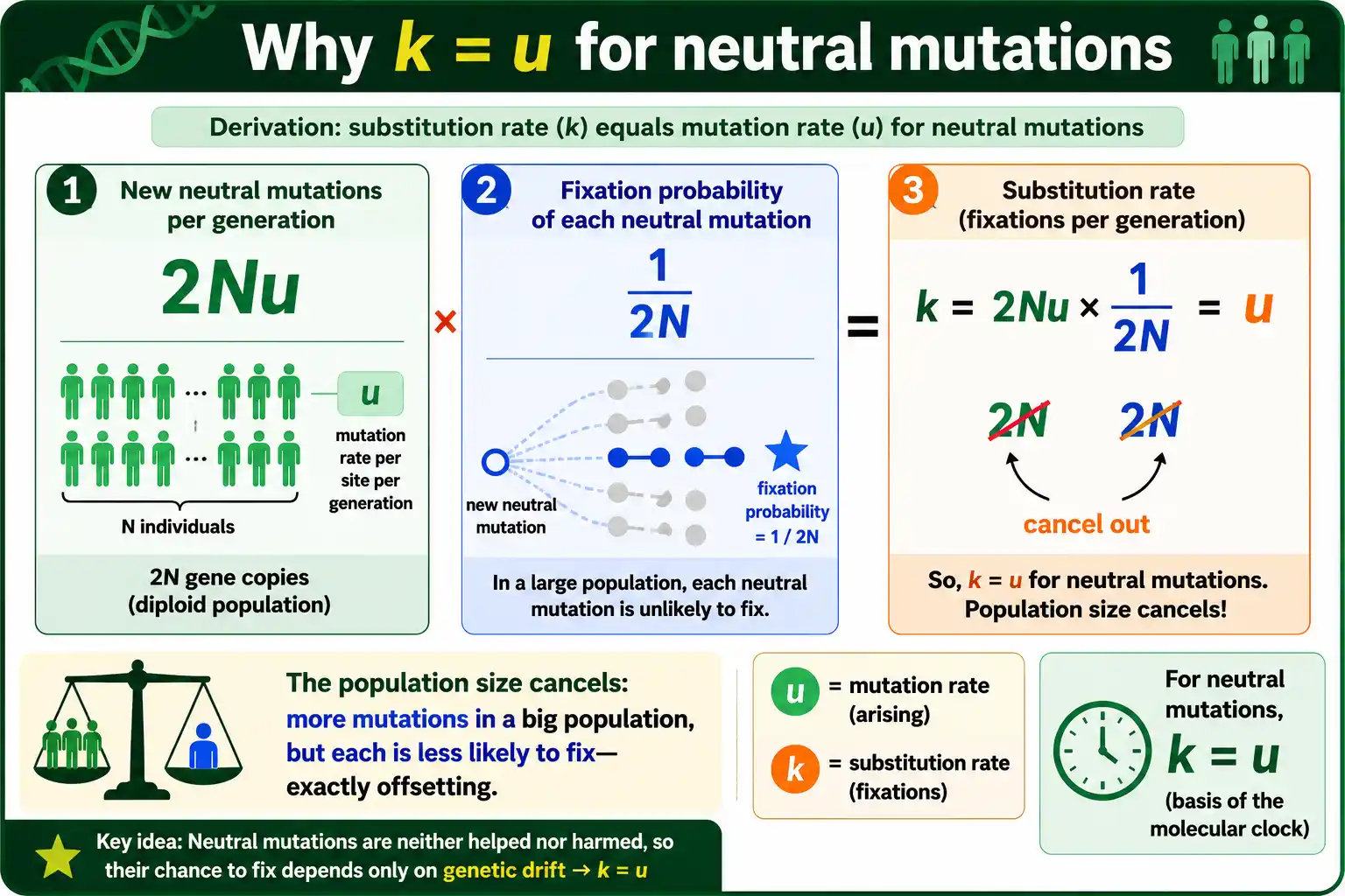 Why the neutral substitution rate equals the mutation rate