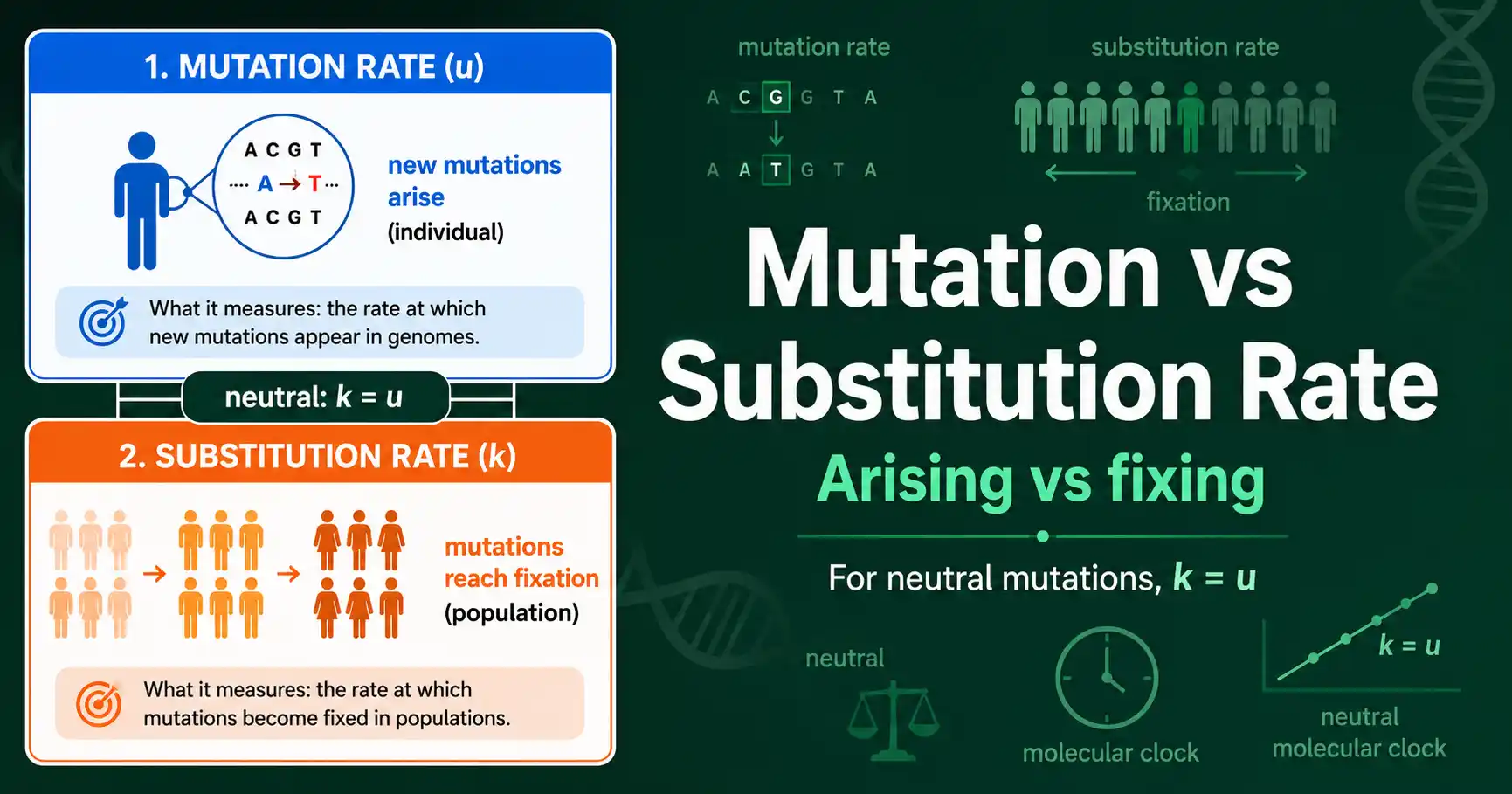 Mutation Rate vs Substitution Rate featured image