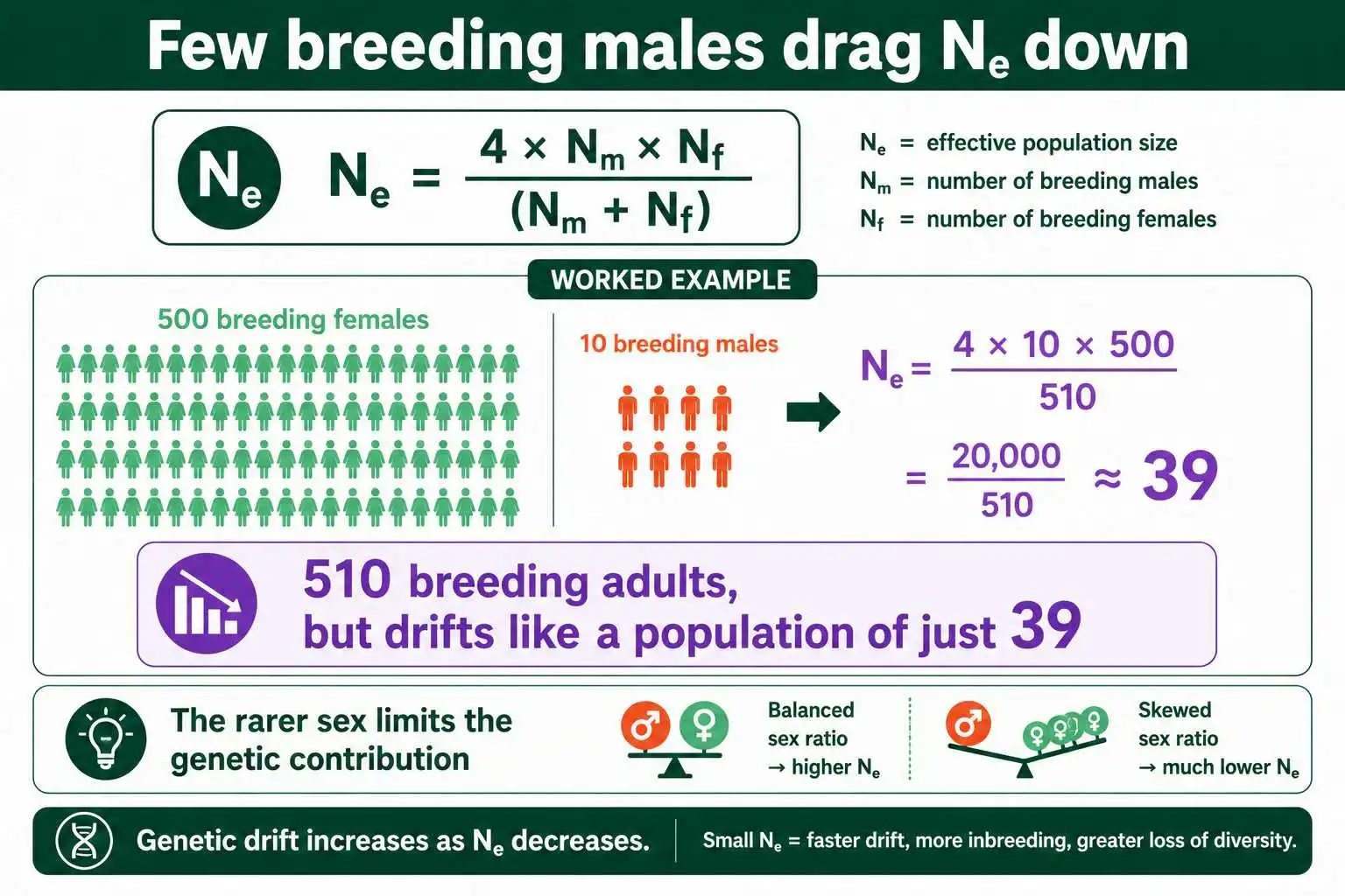 Unequal sex ratio collapses effective size