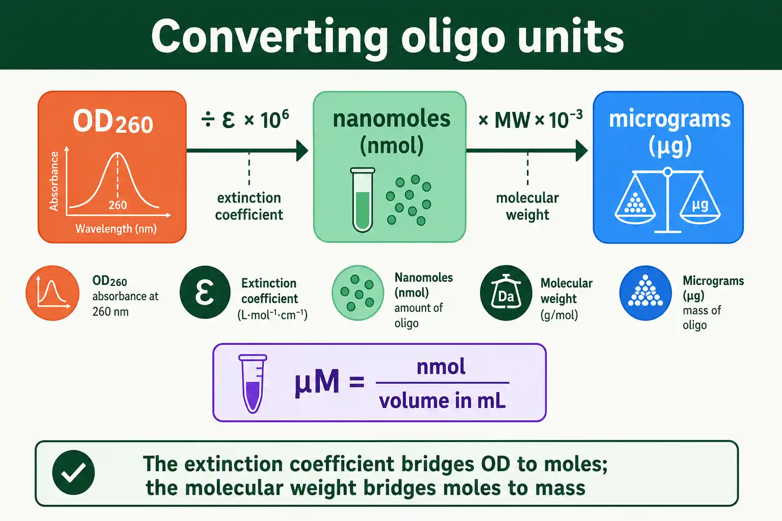 Converting between OD260, nanomoles, micrograms, and micromolar